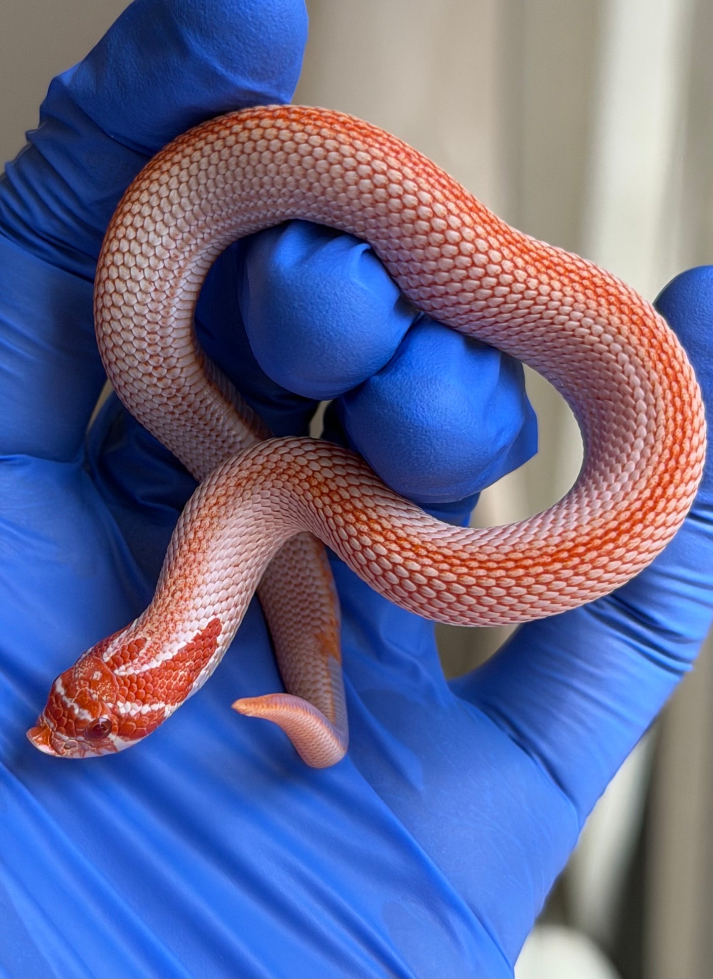 Colorblast Albino Superconda