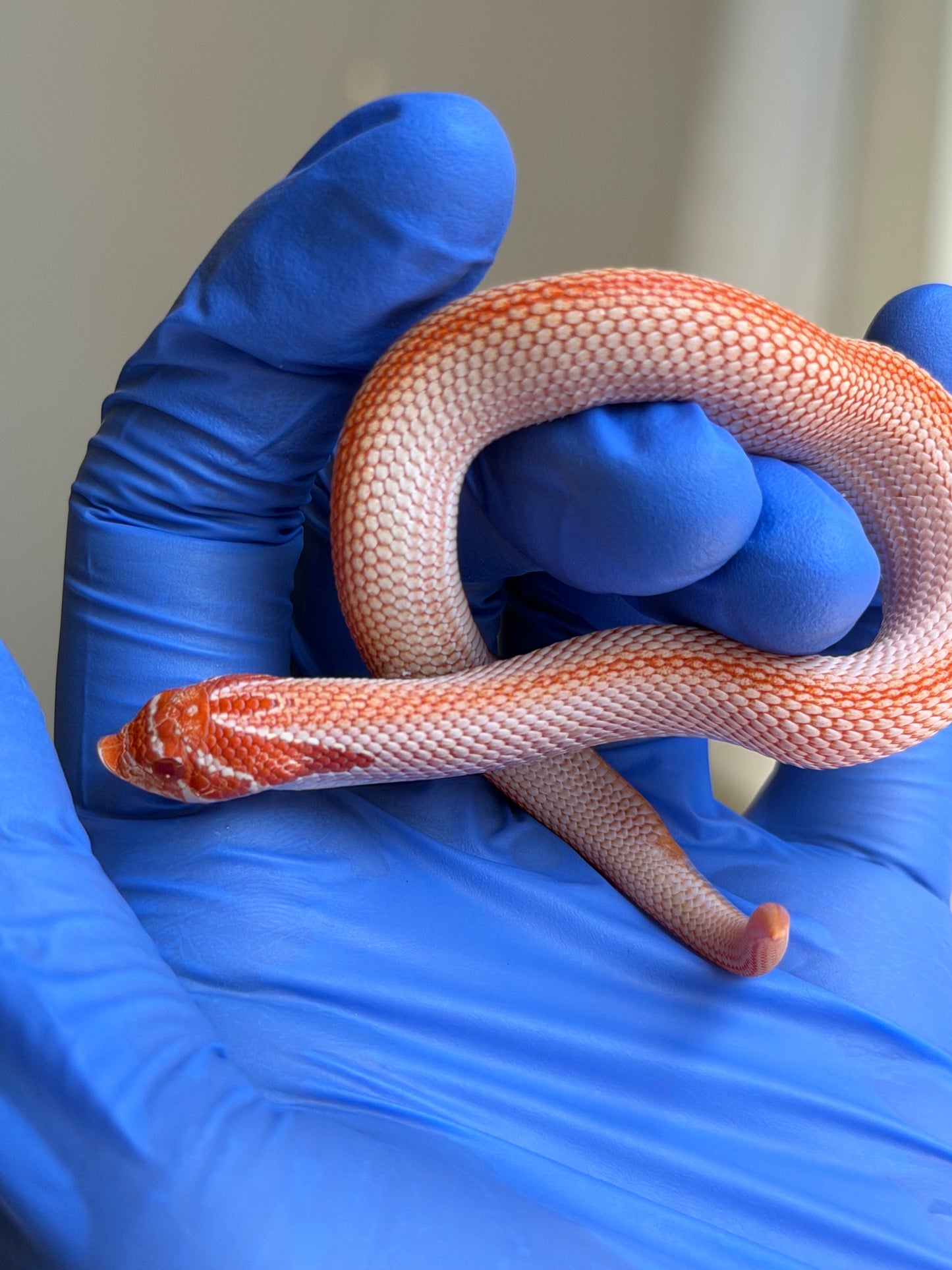 Colorblast Albino Superconda