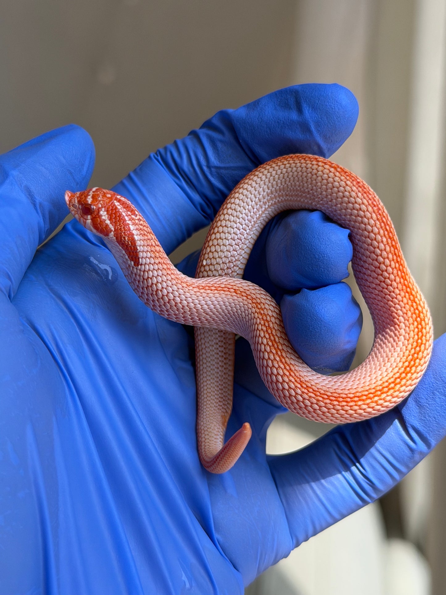Colorblast Albino Superconda
