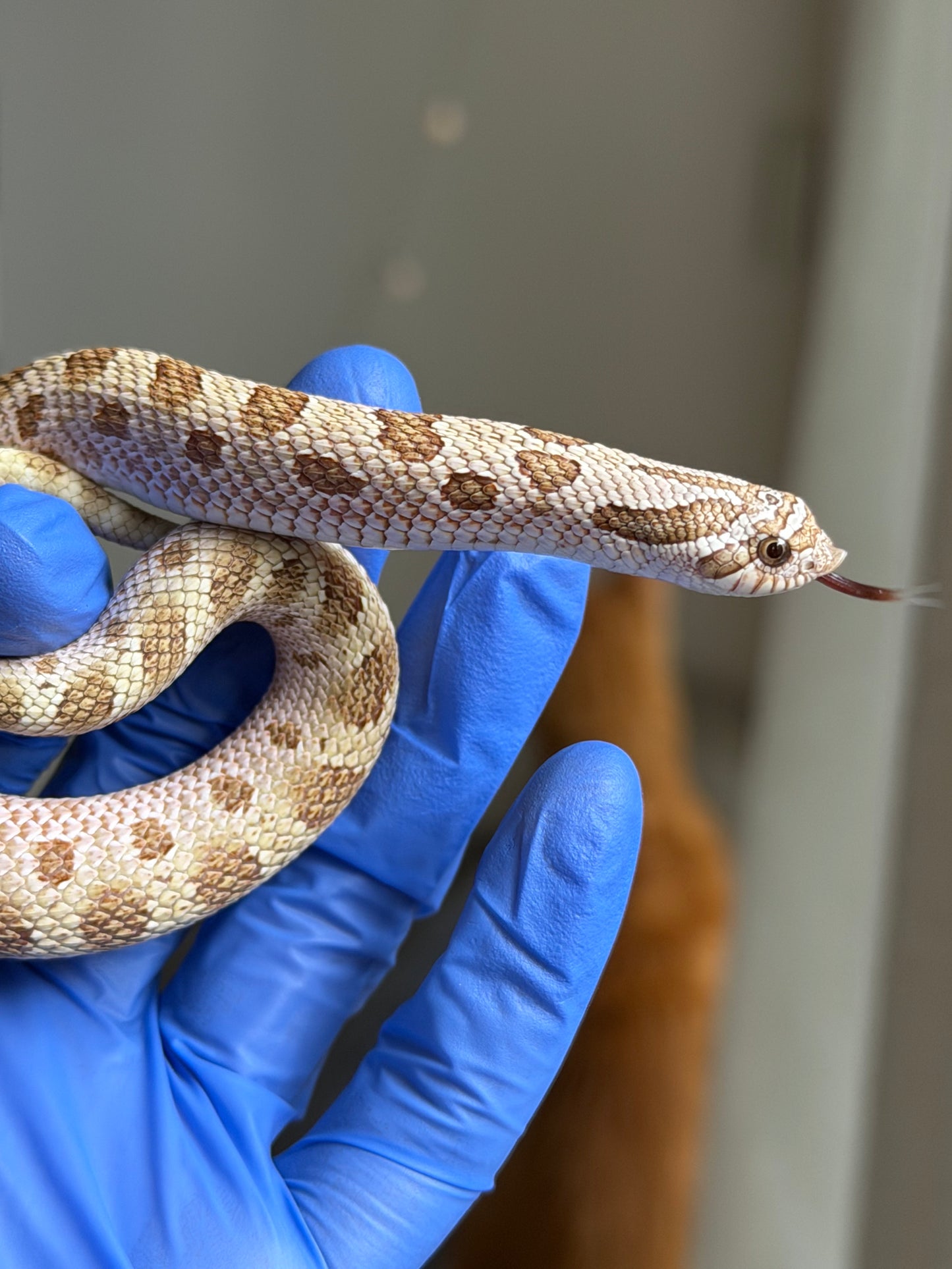 2025 北極太妃康達66%ph紫貂 ♂ (H25075)