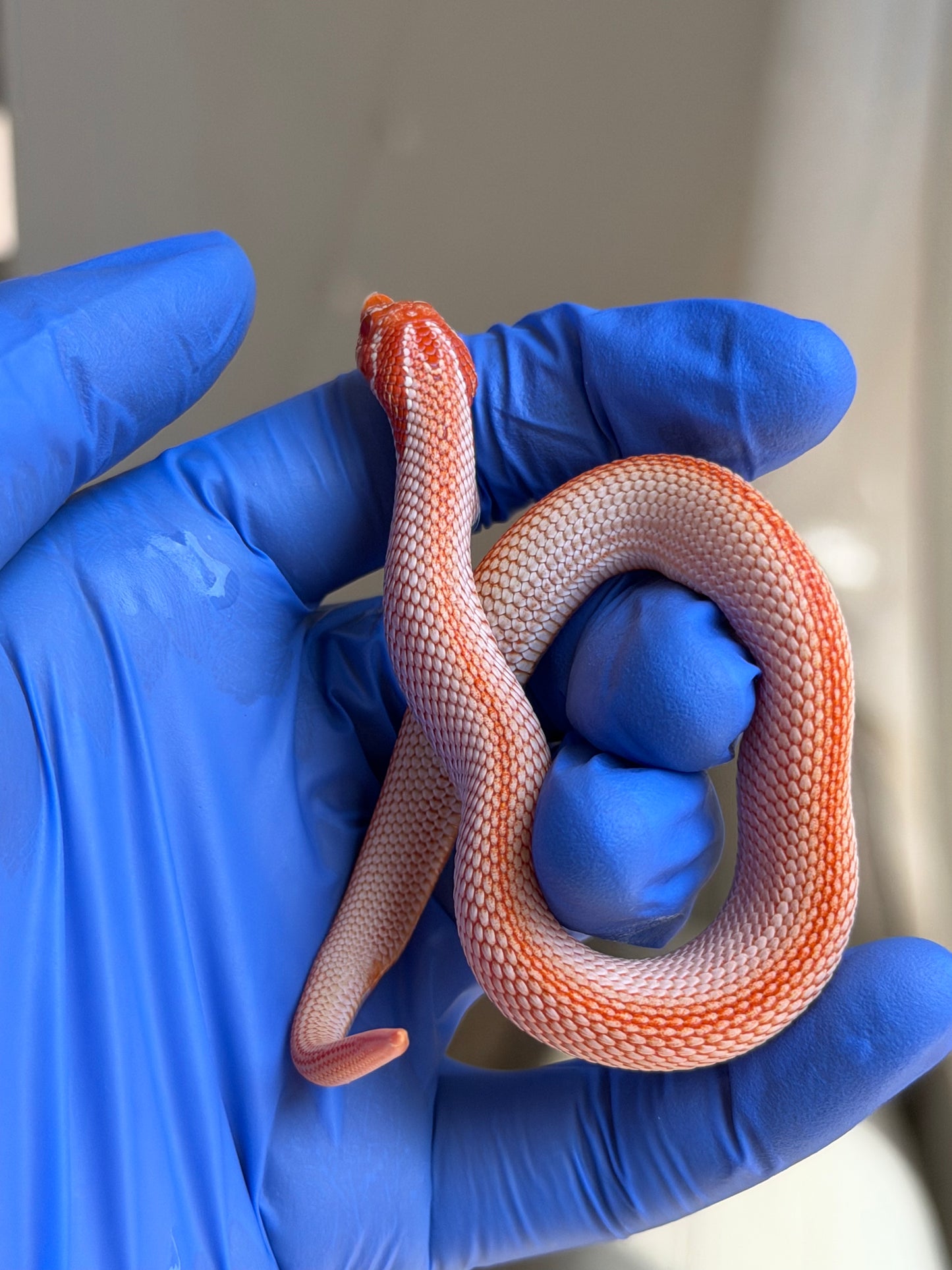 Colorblast Albino Superconda