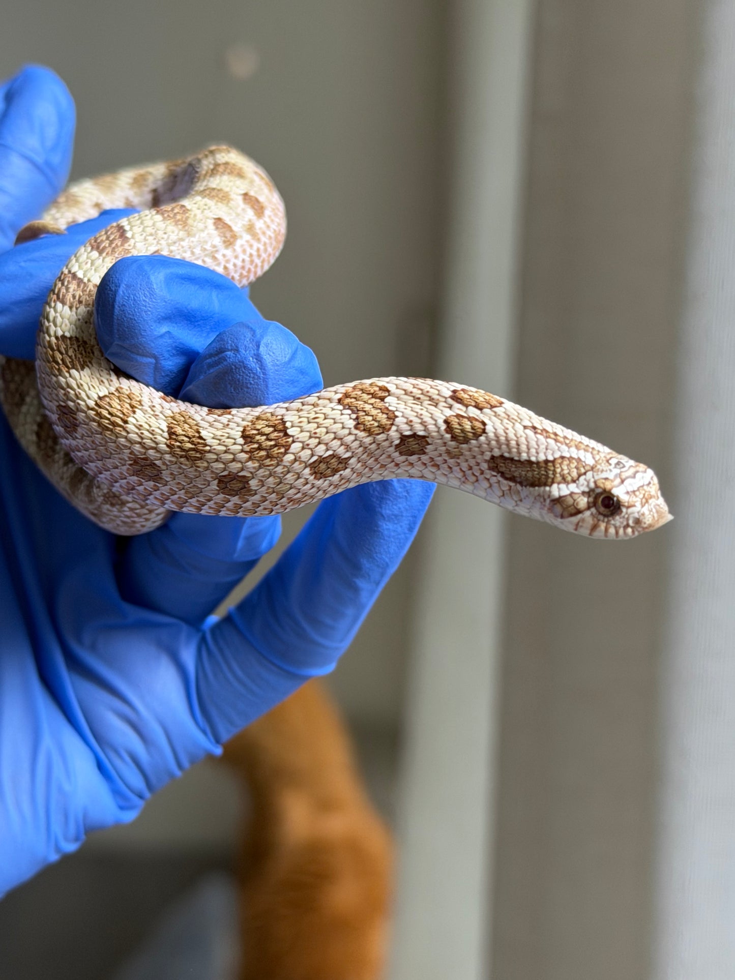 2025 北極太妃康達66%ph紫貂 ♂ (H25075)