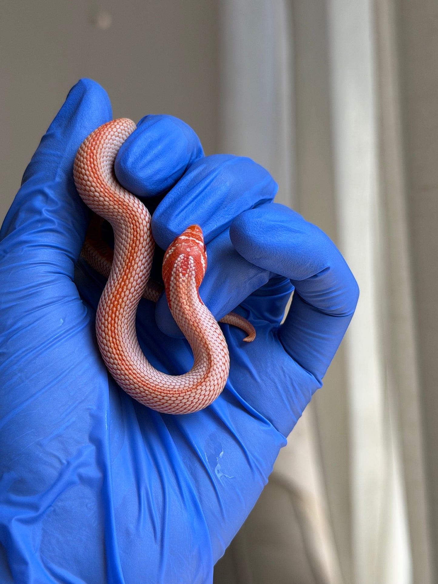 Colorblast Albino Superconda