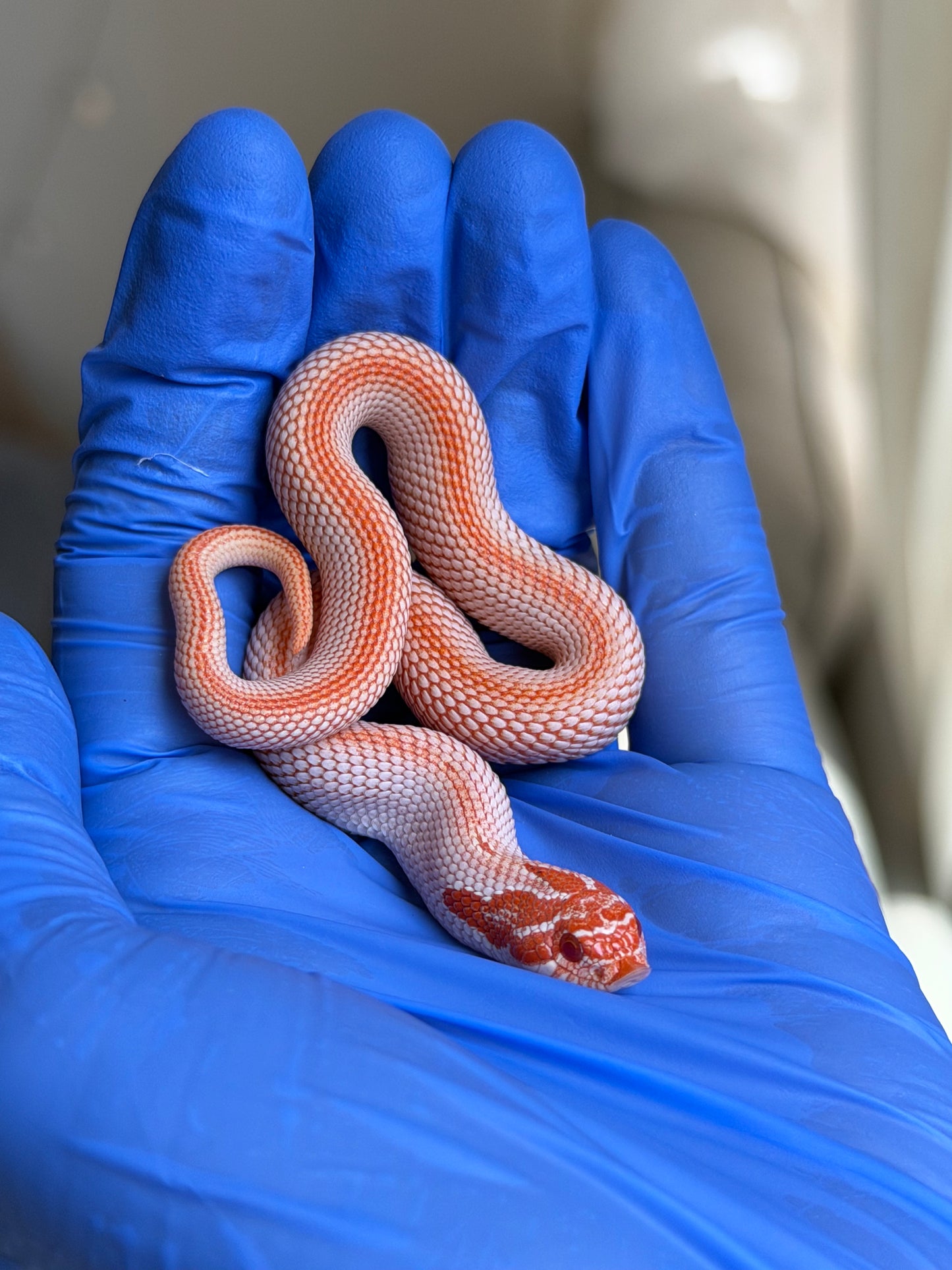 Colorblast Albino Superconda