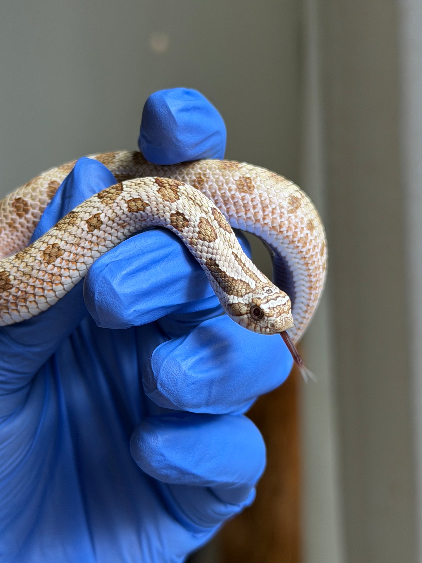 2025 北極太妃康達66%ph紫貂 ♂ (H25075)