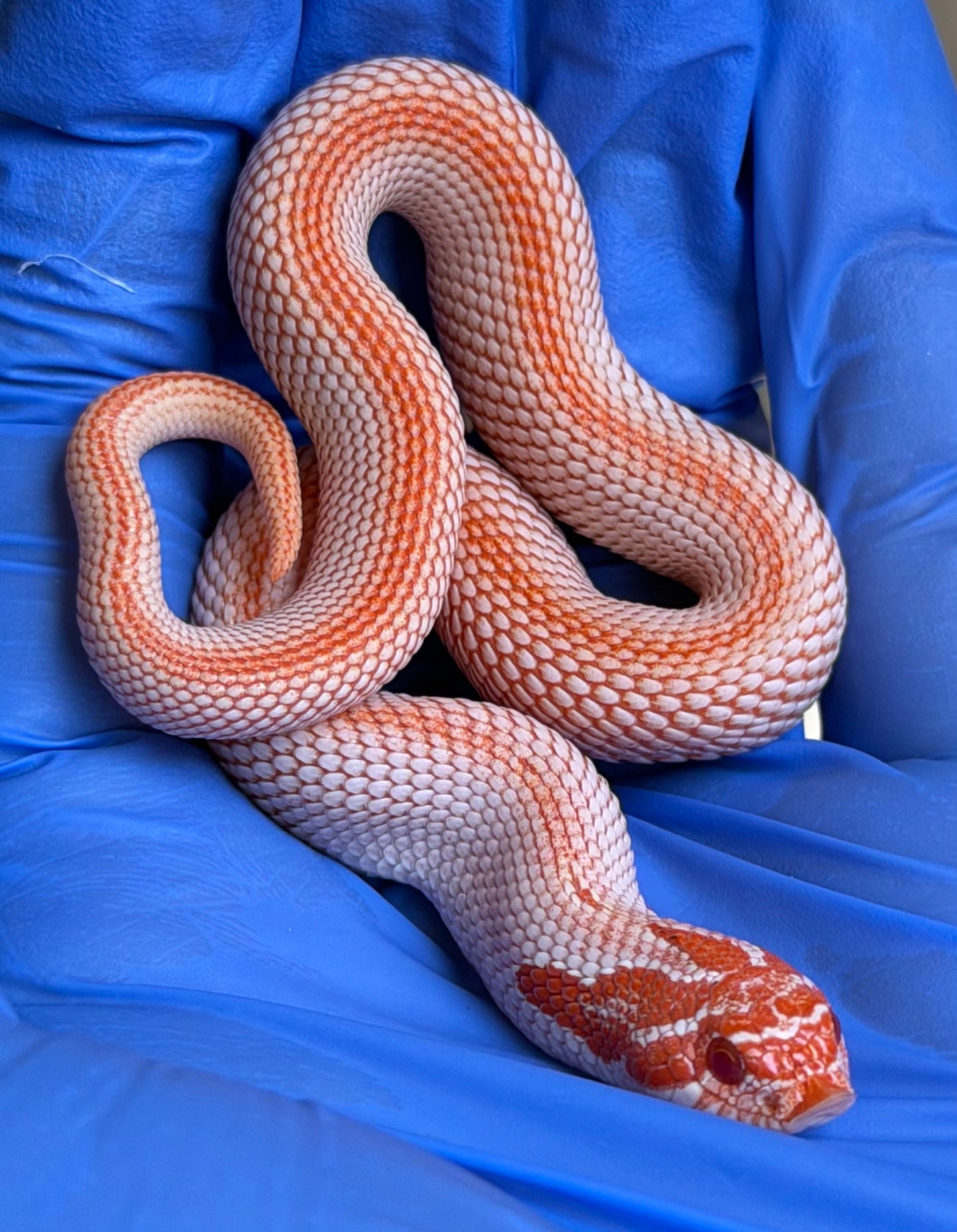 Colorblast Albino Superconda