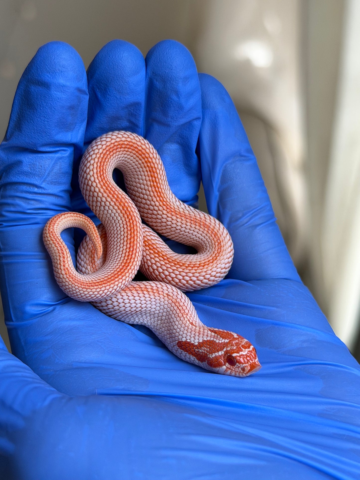 Colorblast Albino Superconda