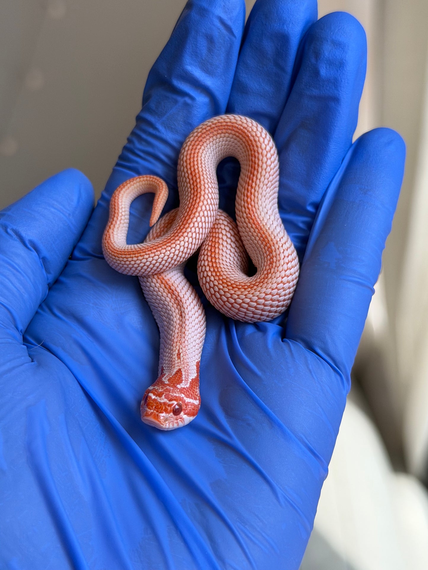 Colorblast Albino Superconda