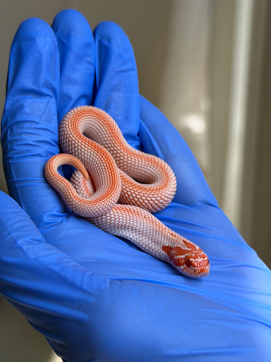 Colorblast Albino Superconda