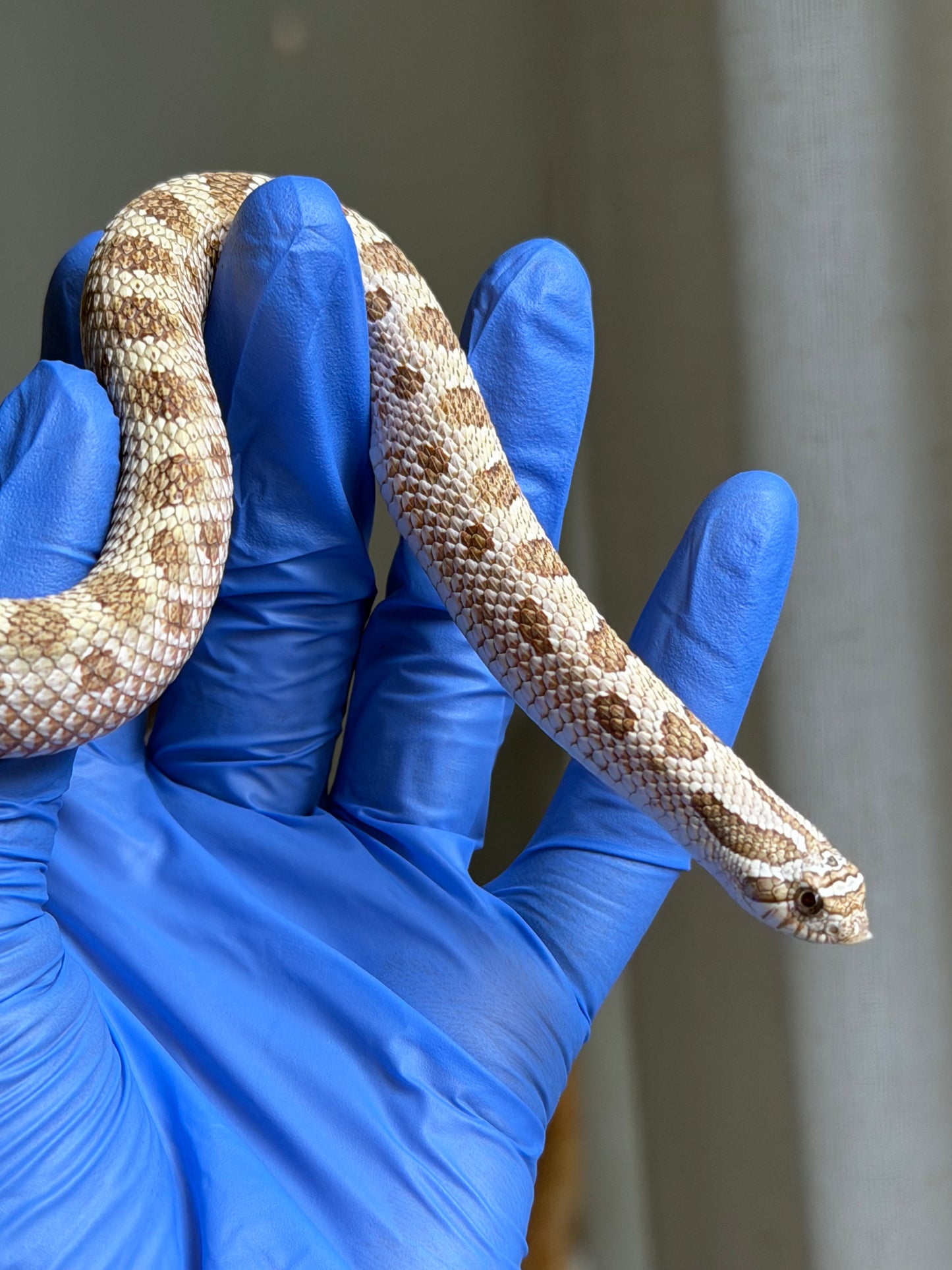 2025 北極太妃康達66%ph紫貂 ♂ (H25075)