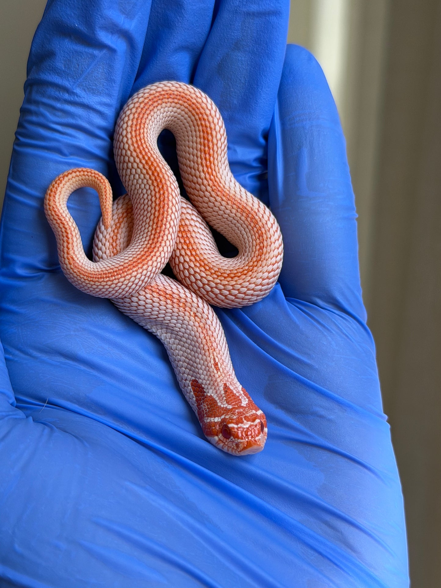 Colorblast Albino Superconda