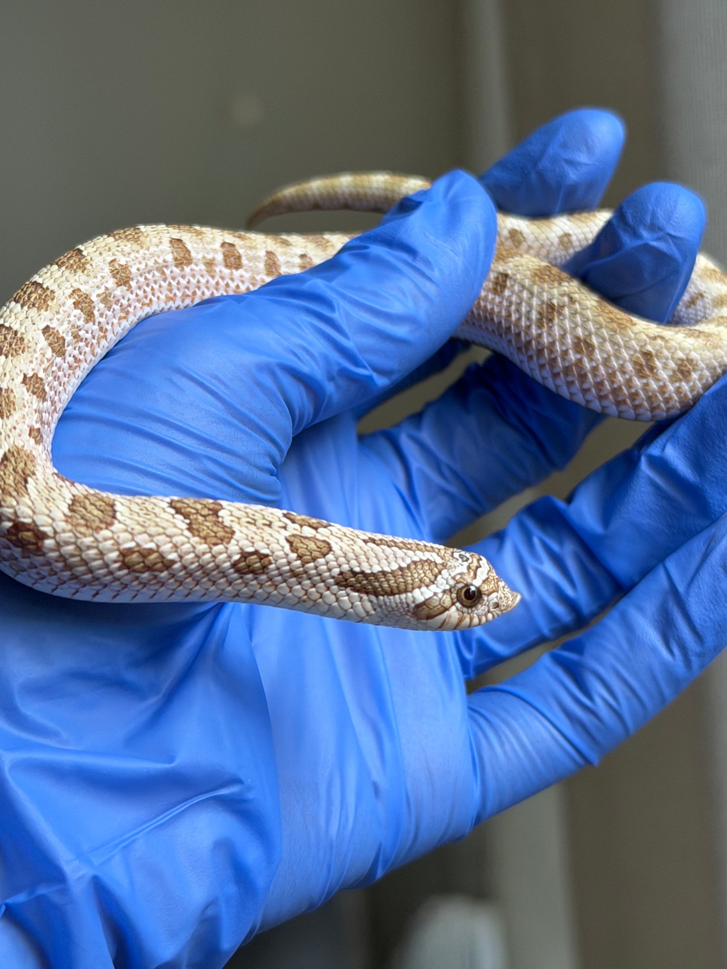 2025 北極太妃康達66%ph紫貂 ♂ (H25075)