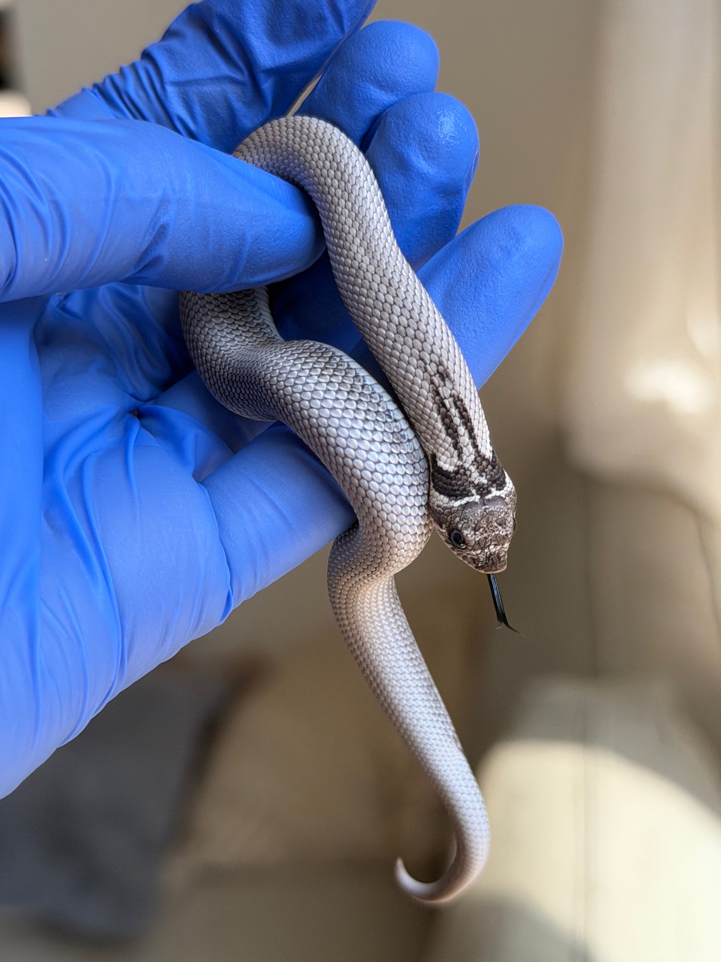 Axanthic Cinnamon Superconda Het Toxic