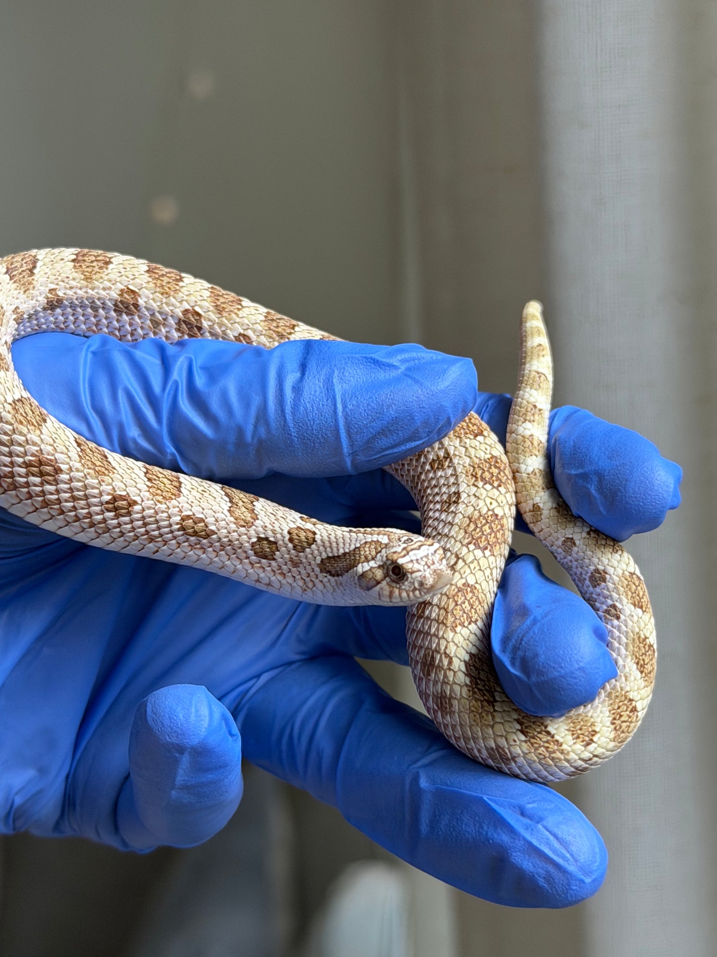 2025 北極太妃康達66%ph紫貂 ♂ (H25075)