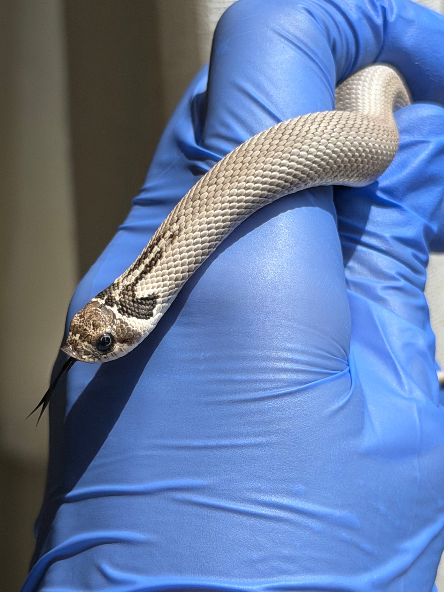 Axanthic Cinnamon Superconda Het Toxic