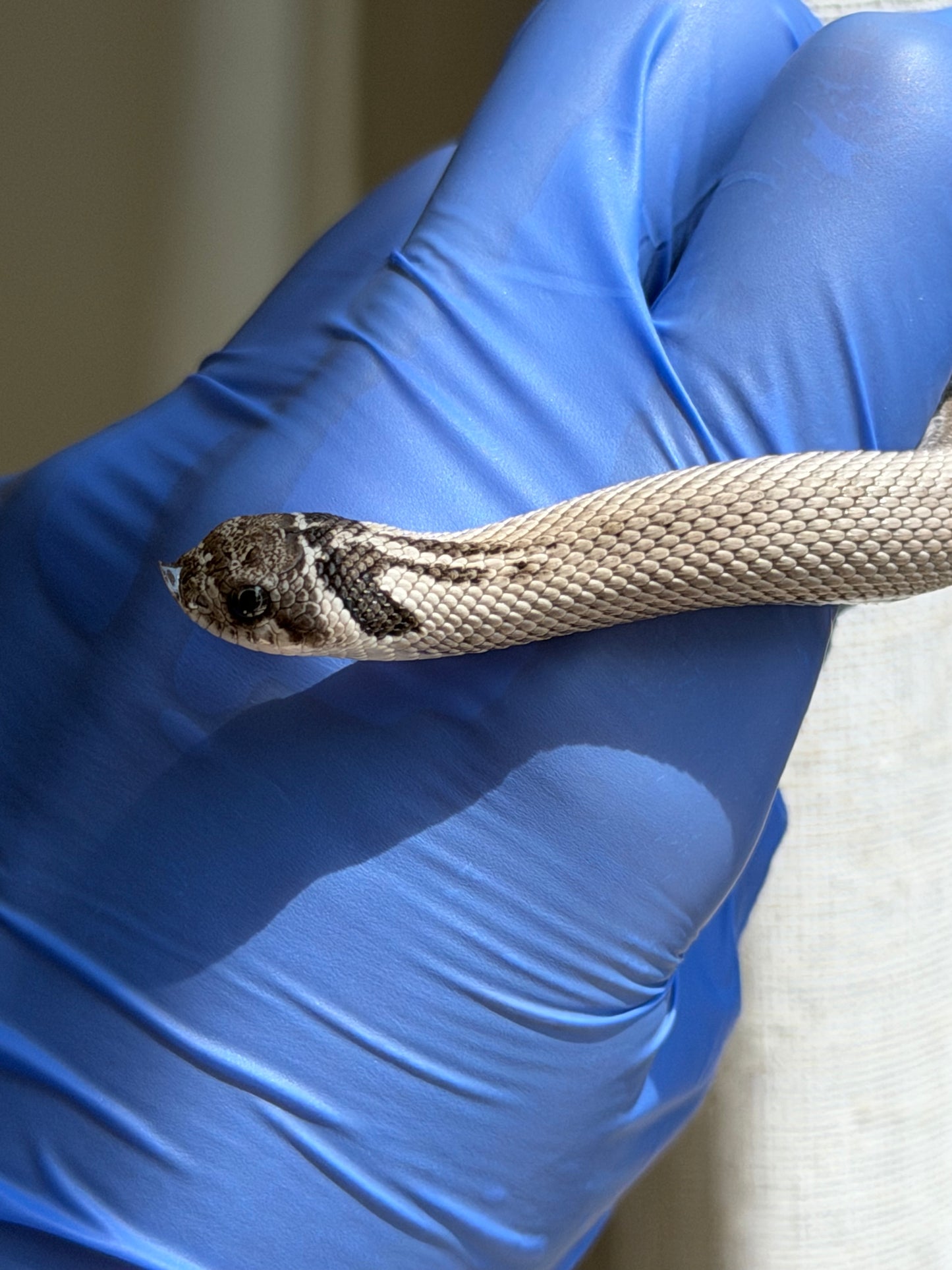 Axanthic Cinnamon Superconda Het Toxic