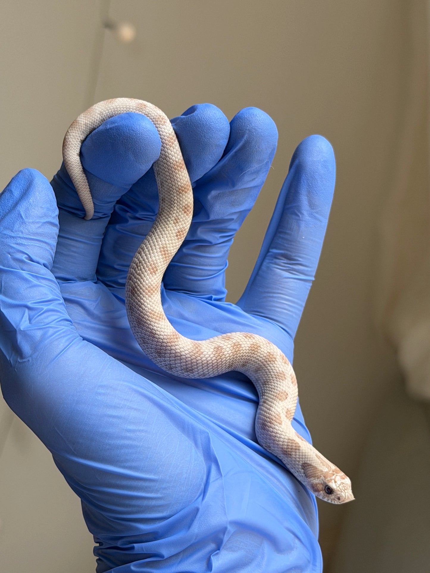 太妃南極康達50%ph缺黃