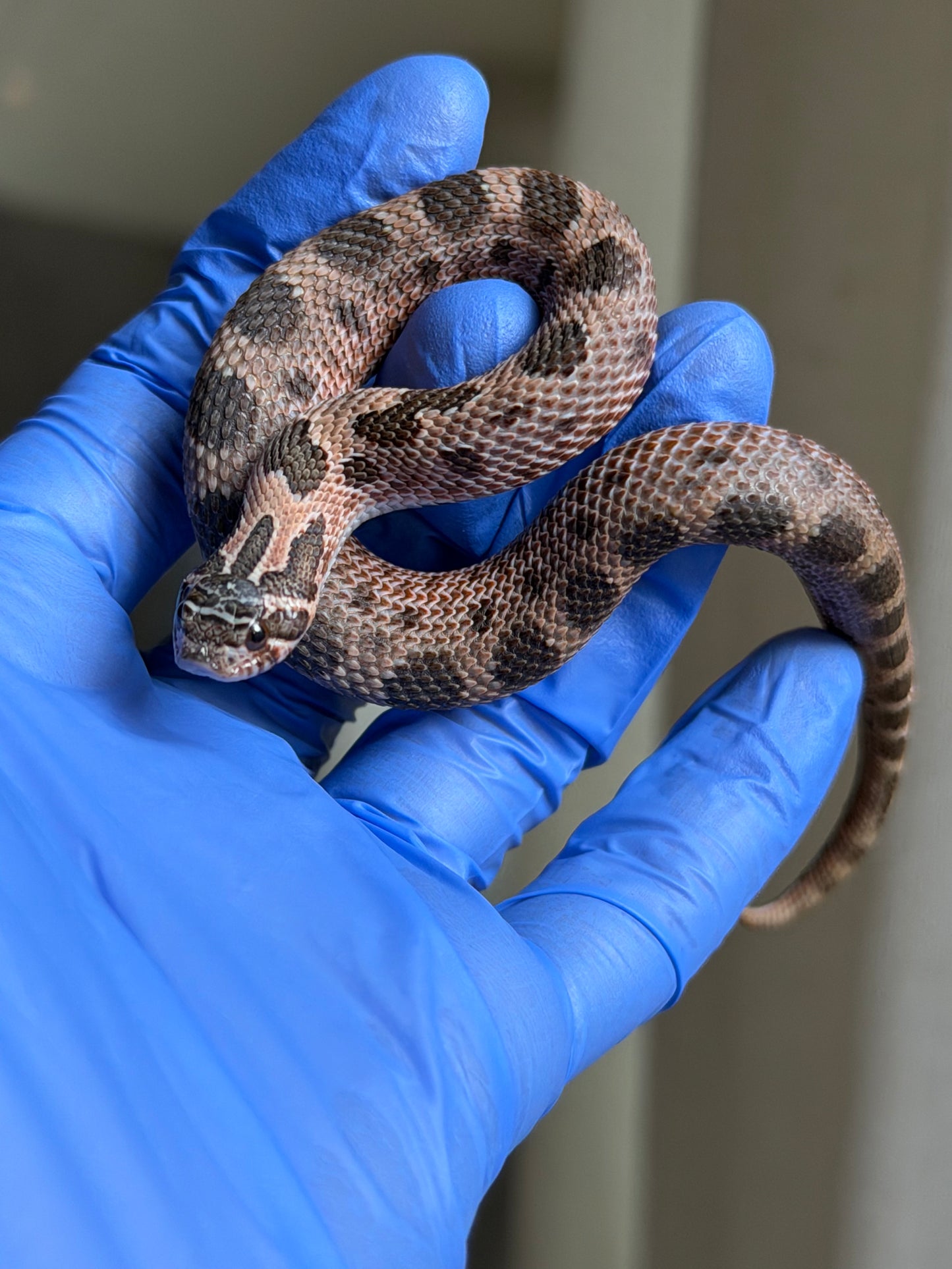 2025 北極紫貂康達66%ph白化 ♂ (H25140)