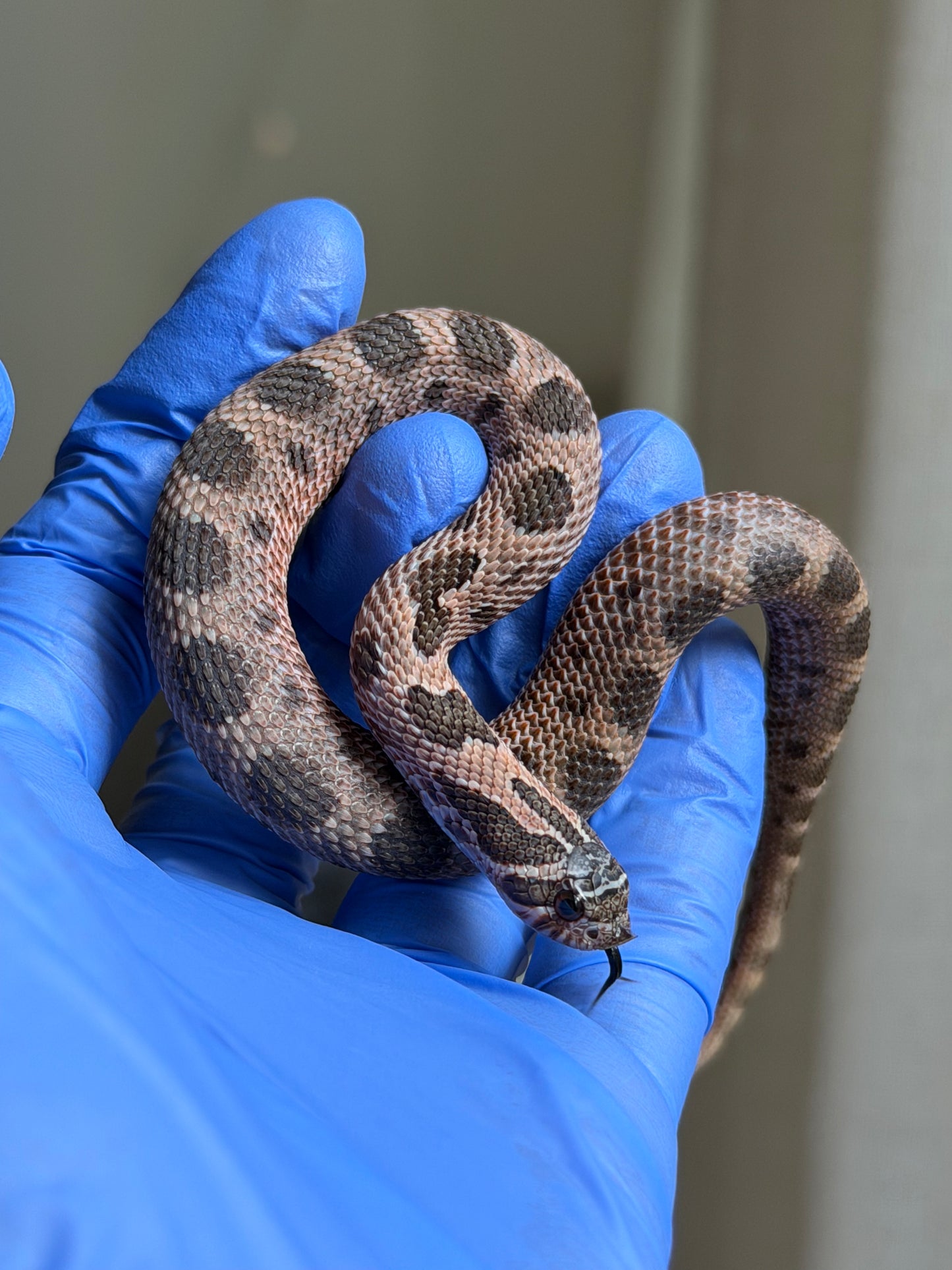 2025 北極紫貂康達66%ph白化 ♂ (H25140)