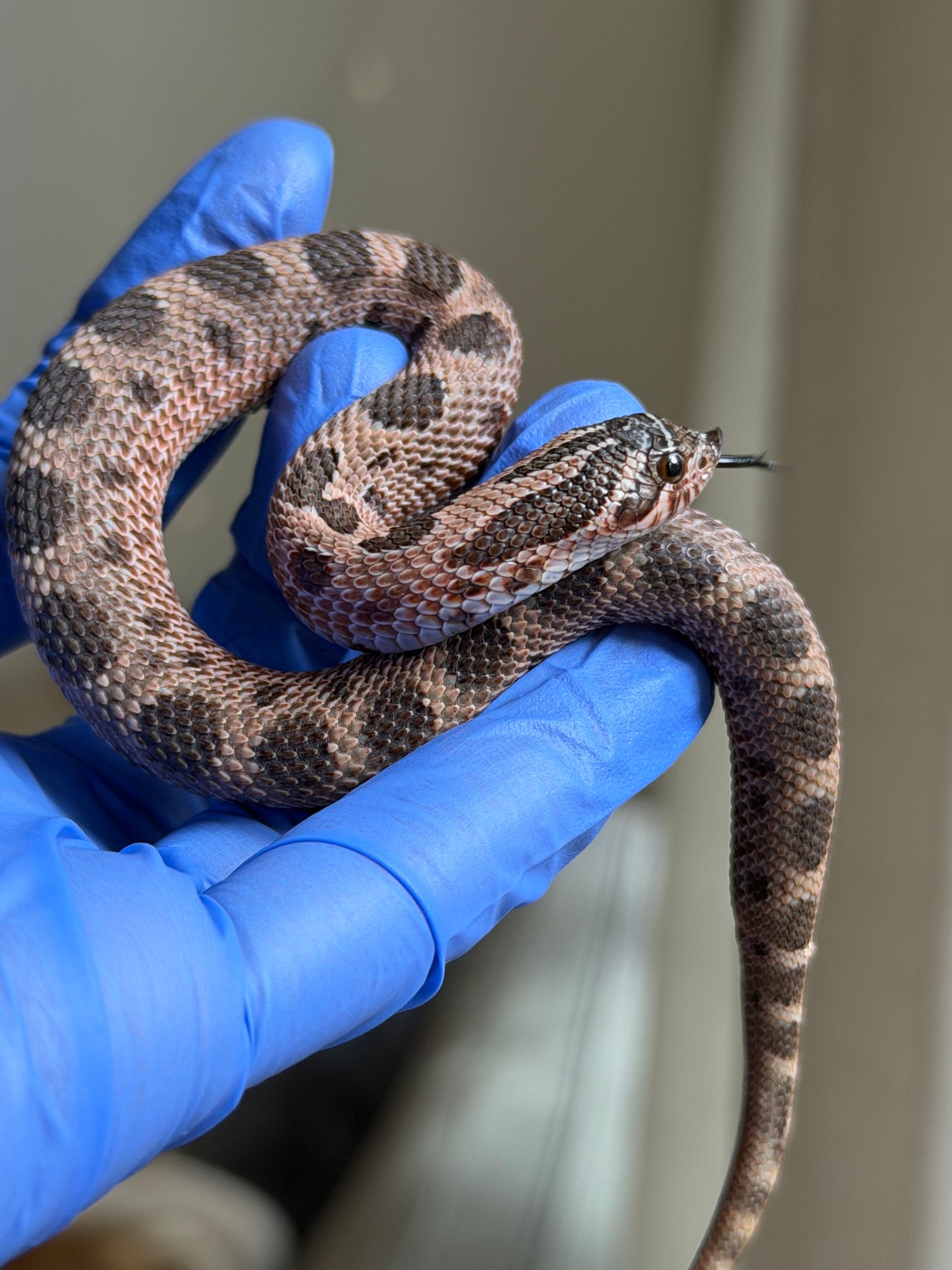 2025 北極紫貂康達66%ph白化 ♂ (H25140)