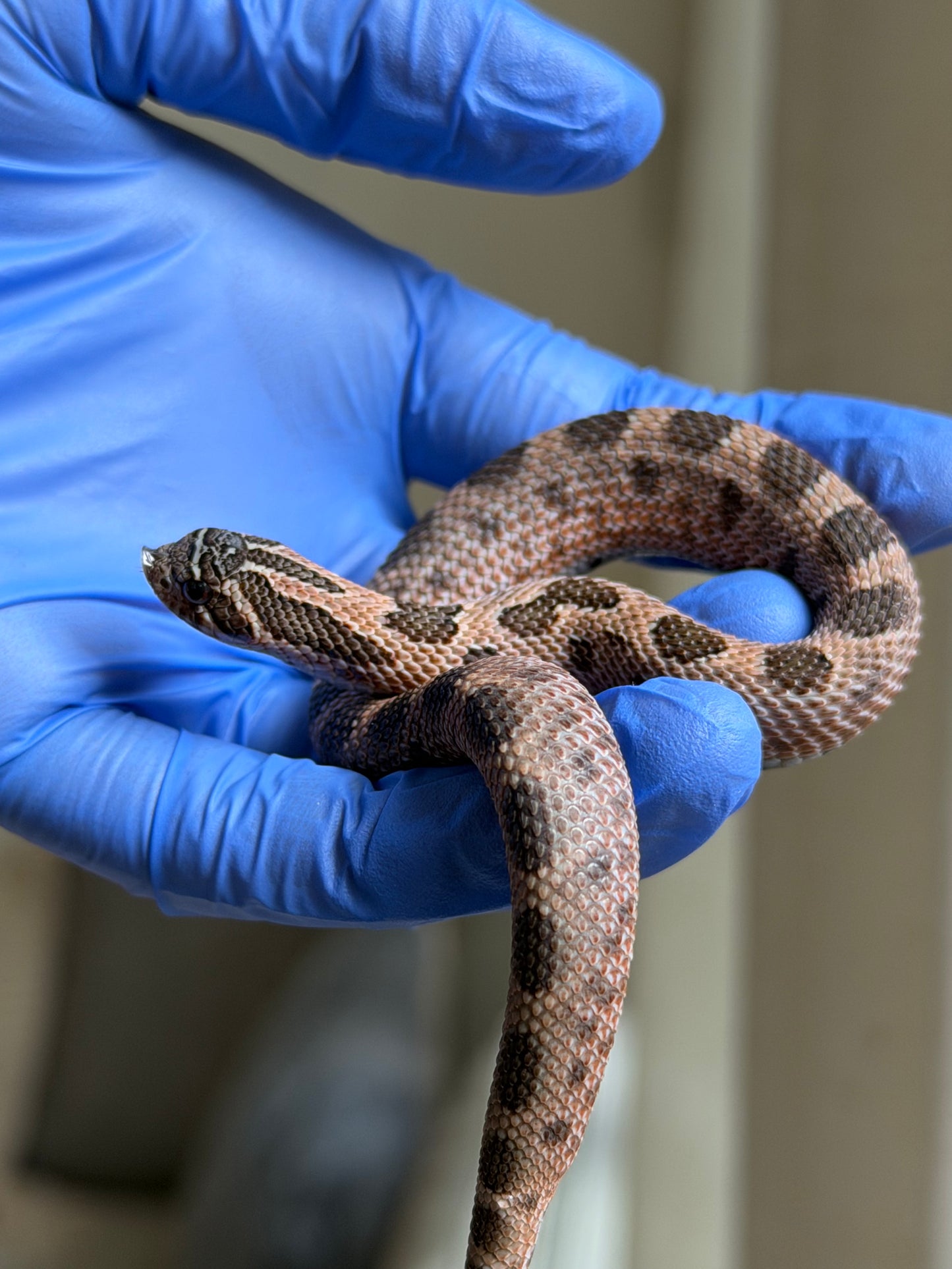 2025 北極紫貂康達66%ph白化 ♂ (H25140)