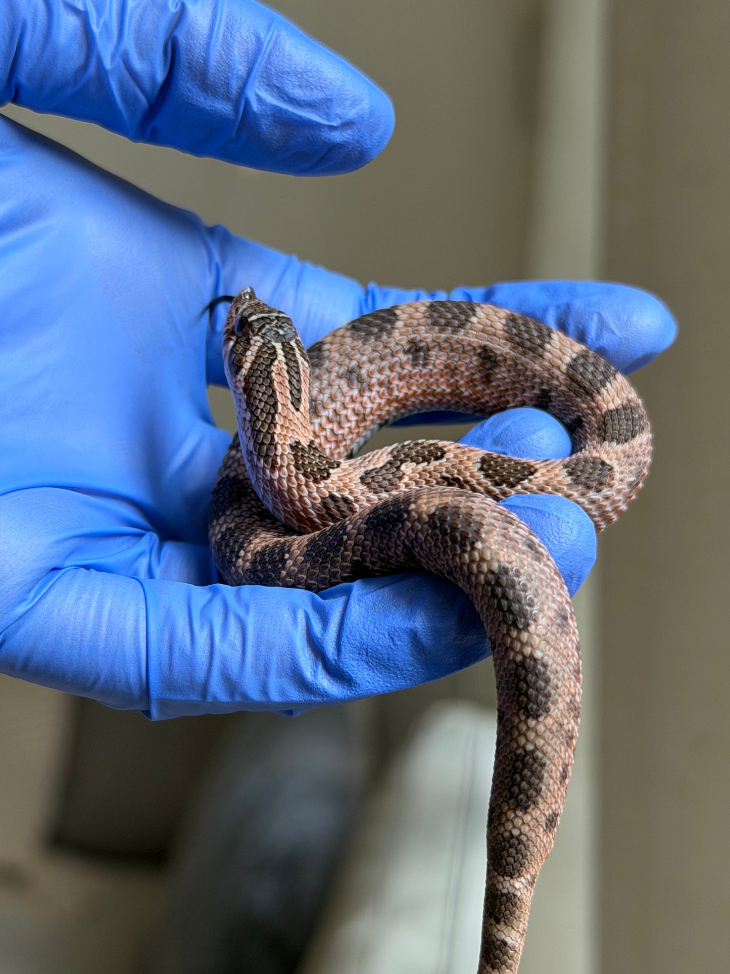 2025 北極紫貂康達66%ph白化 ♂ (H25140)