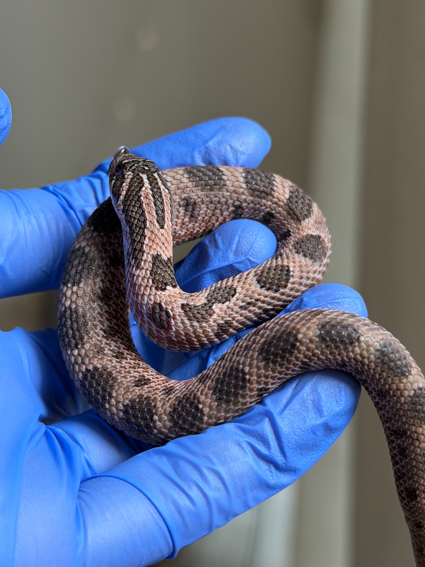 2025 北極紫貂康達66%ph白化 ♂ (H25140)