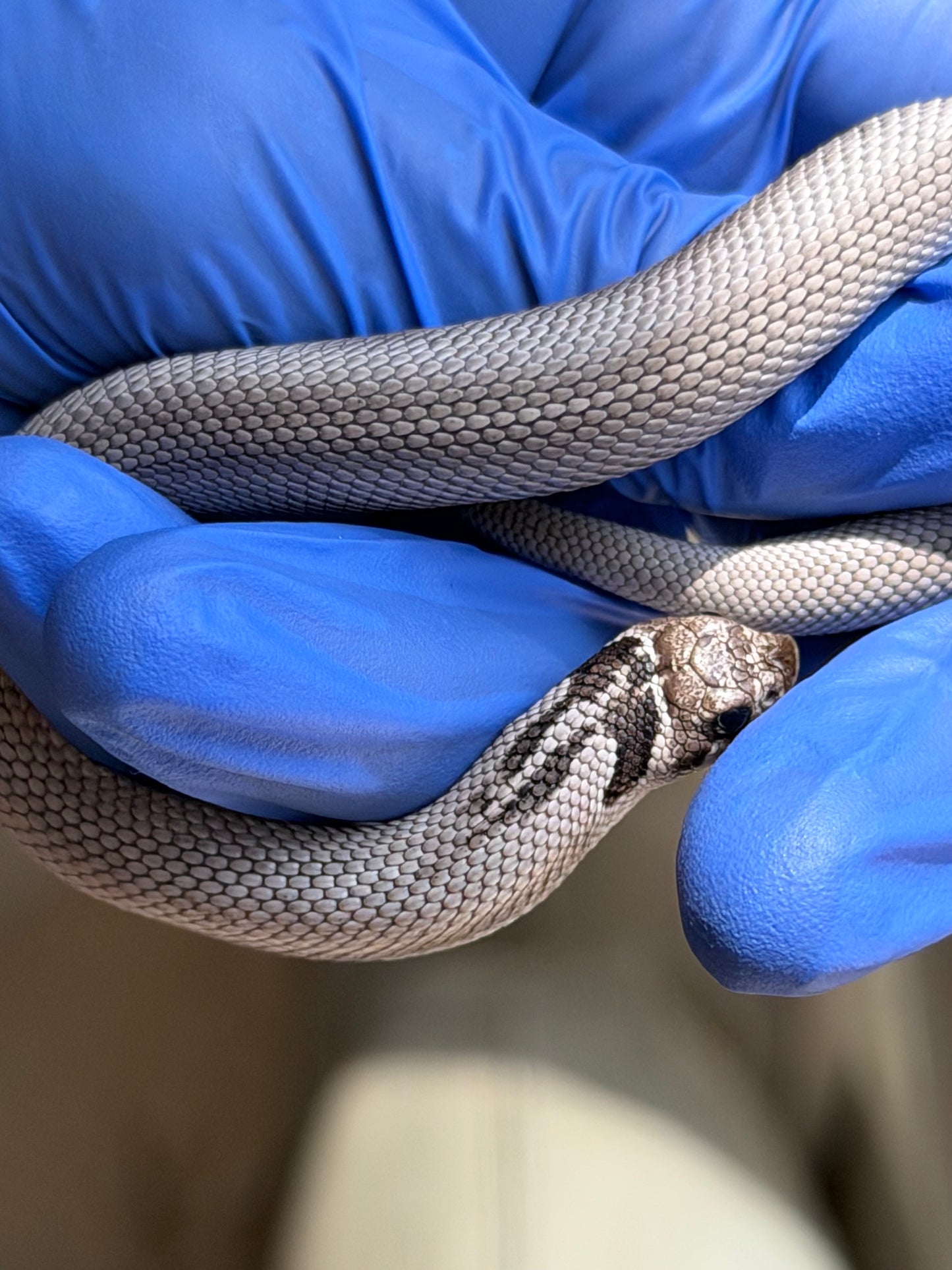Axanthic Cinnamon Superconda Het Toxic