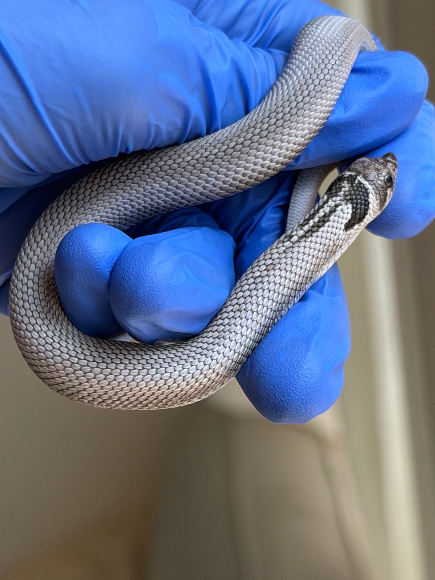 Axanthic Cinnamon Superconda Het Toxic