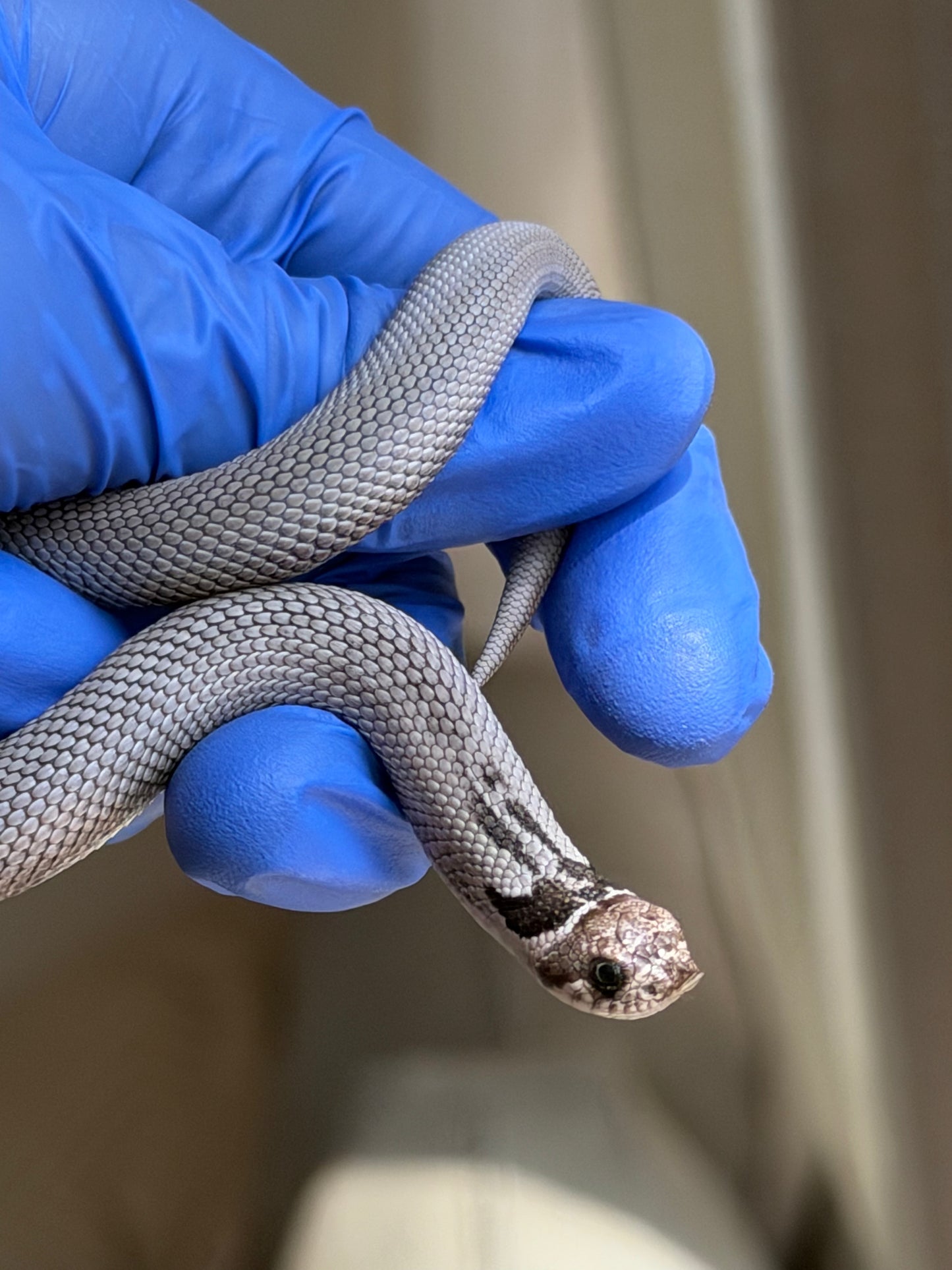 Axanthic Cinnamon Superconda Het Toxic