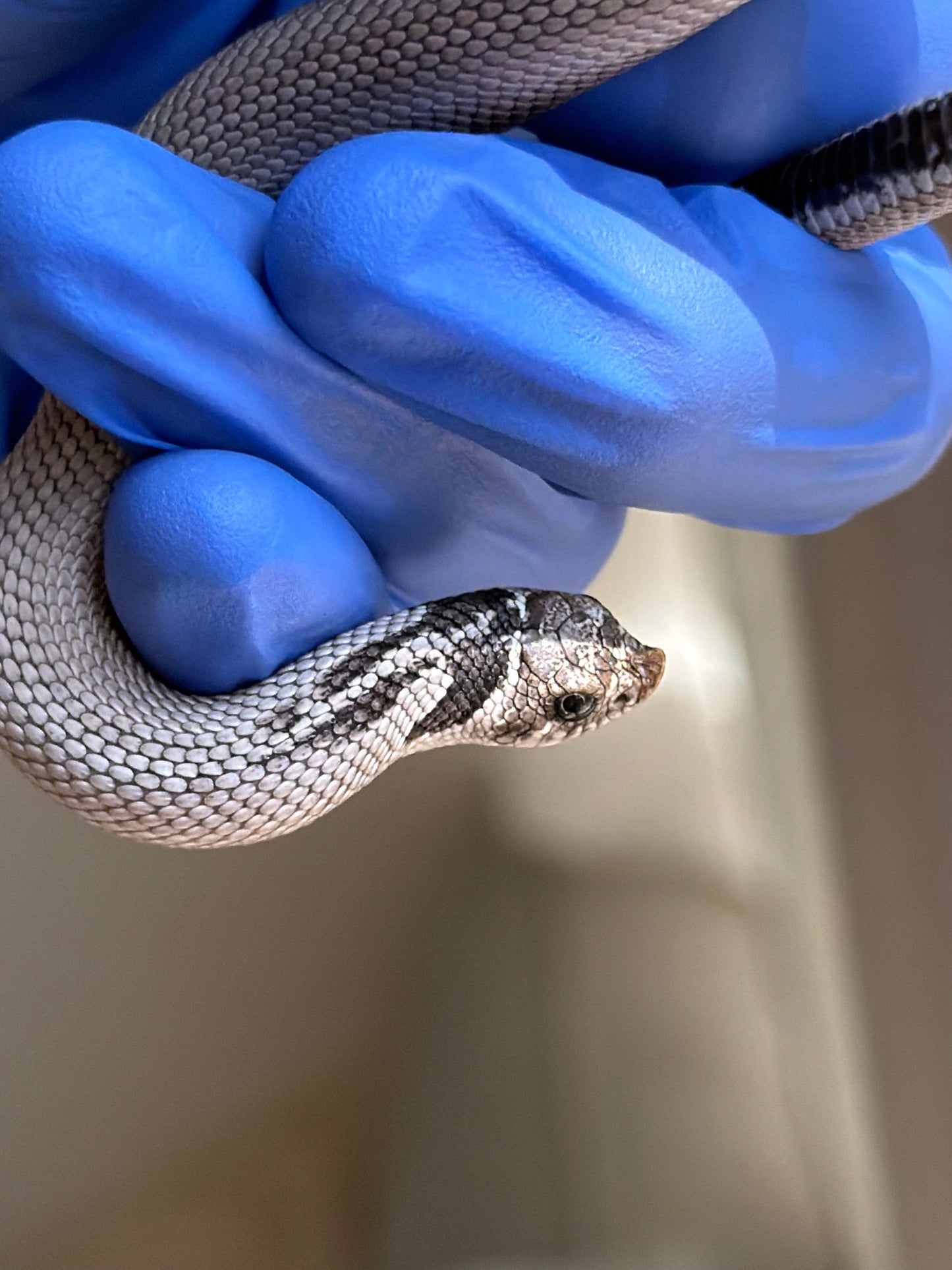 Axanthic Cinnamon Superconda Het Toxic