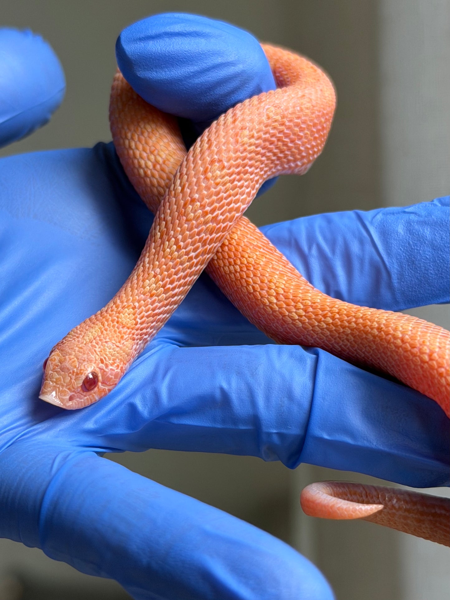 2025 北極太陽爆炸 ♂ (H25221)