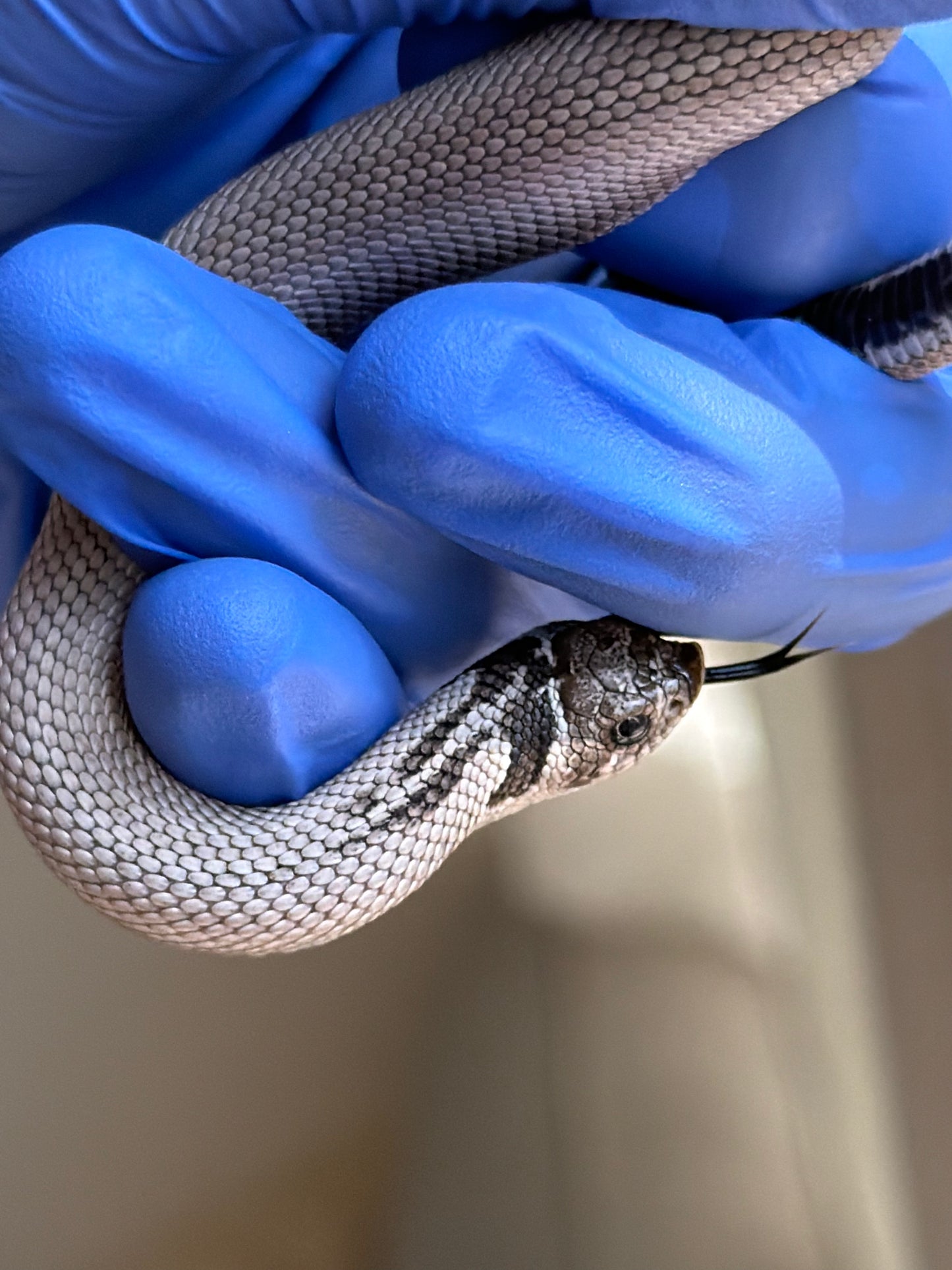 Axanthic Cinnamon Superconda Het Toxic