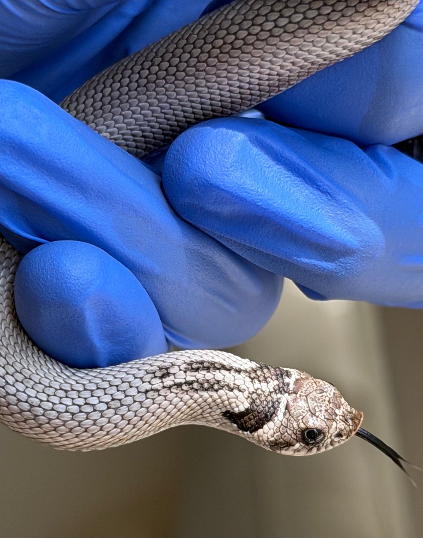 Axanthic Cinnamon Superconda Het Toxic