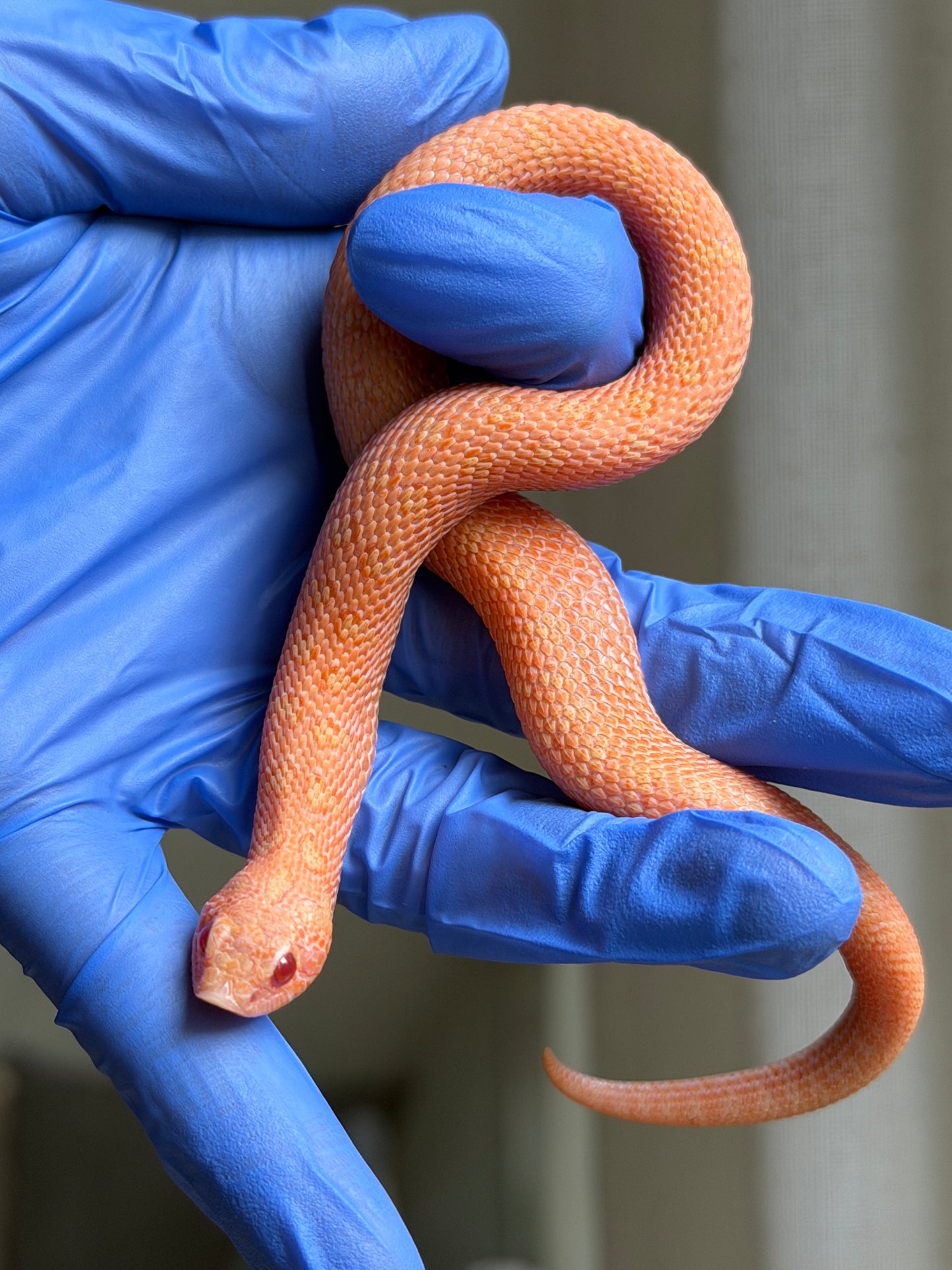 2025 北極太陽爆炸 ♂ (H25221)