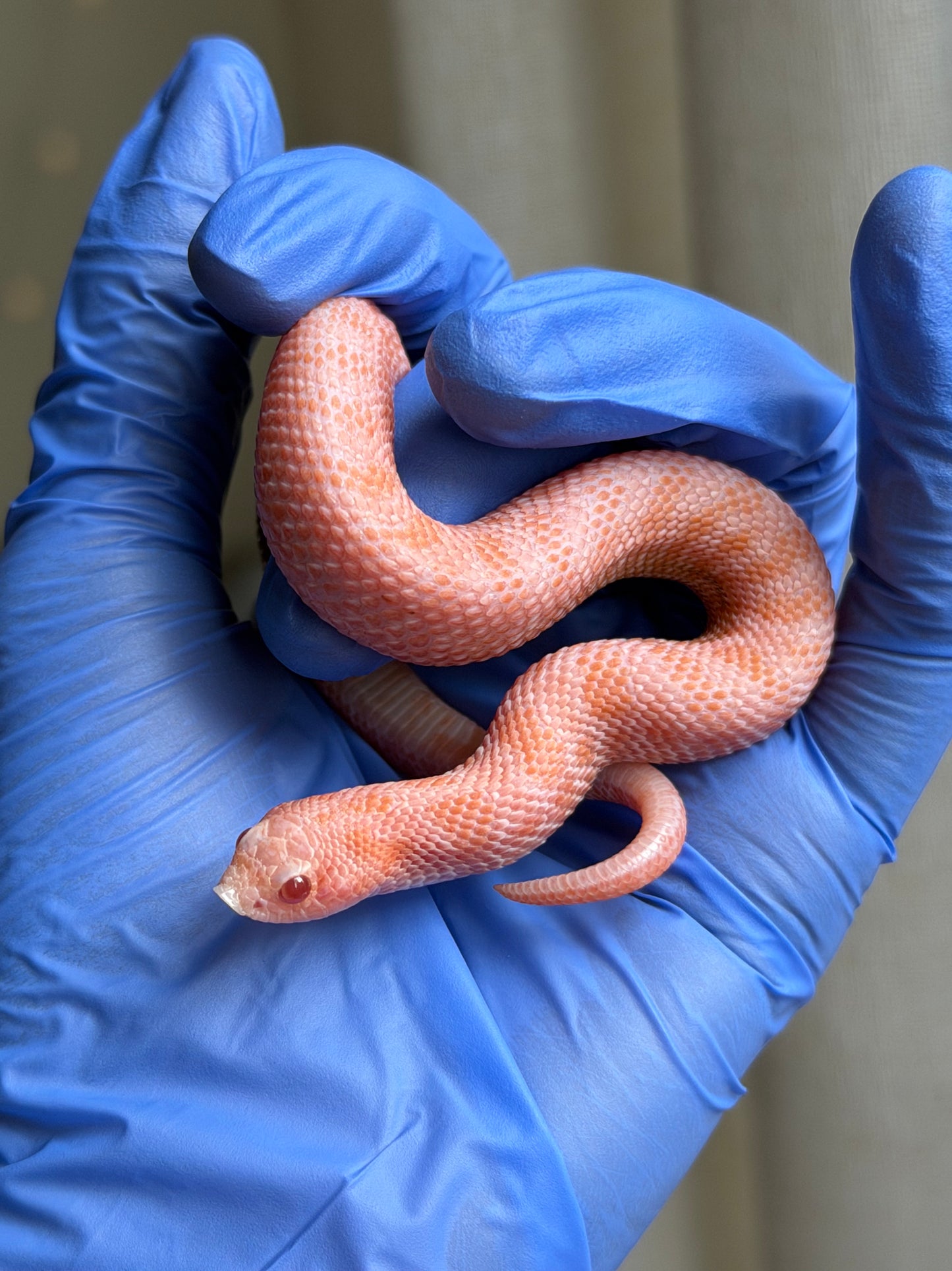 2025 超級北極太陽爆炸 ♂ (H25230)