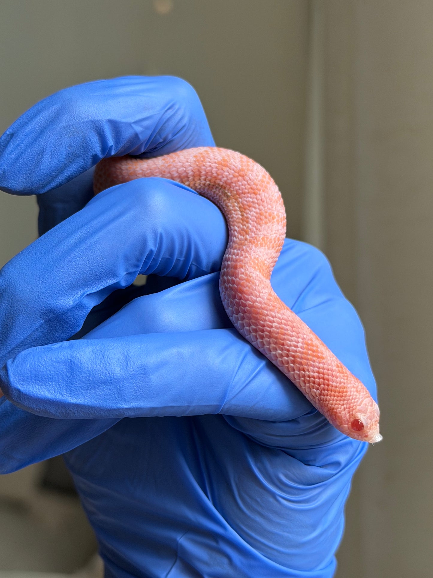 2025 超級北極太陽爆炸 ♂ (H25230)