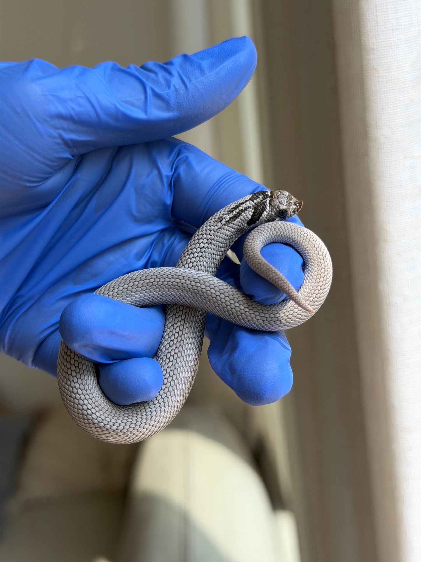 Axanthic Cinnamon Superconda Het Toxic