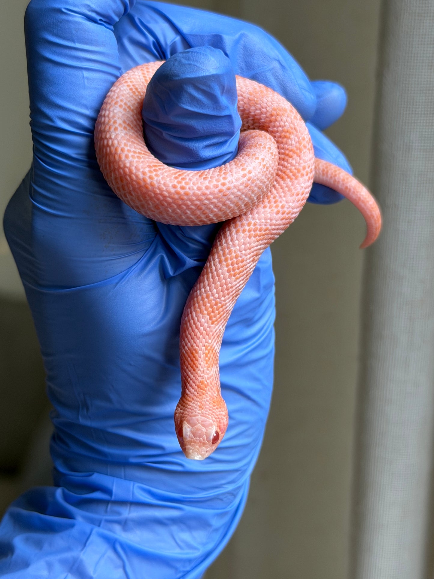 2025 超級北極太陽爆炸 ♂ (H25230)