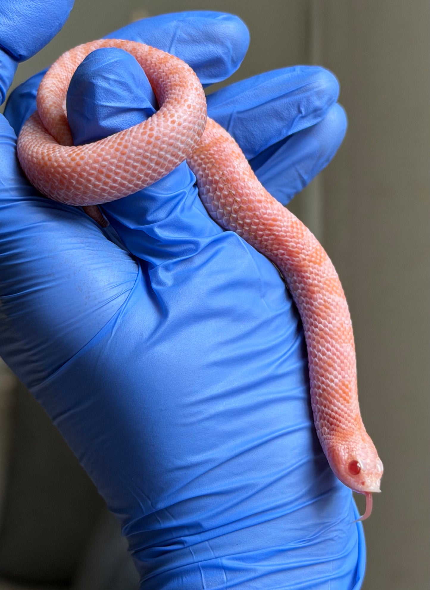 2025 超級北極太陽爆炸 ♂ (H25230)