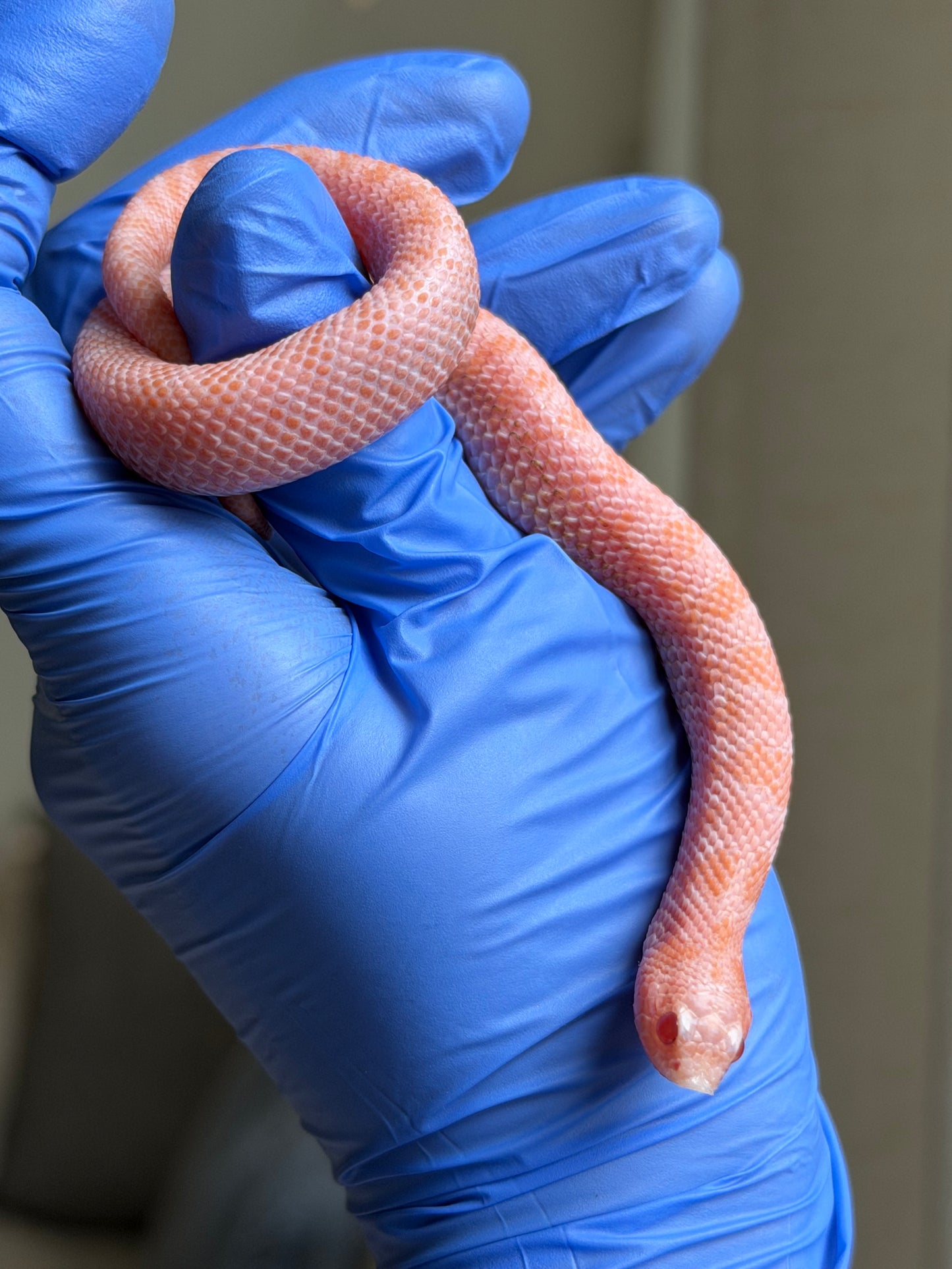 2025 超級北極太陽爆炸 ♂ (H25230)