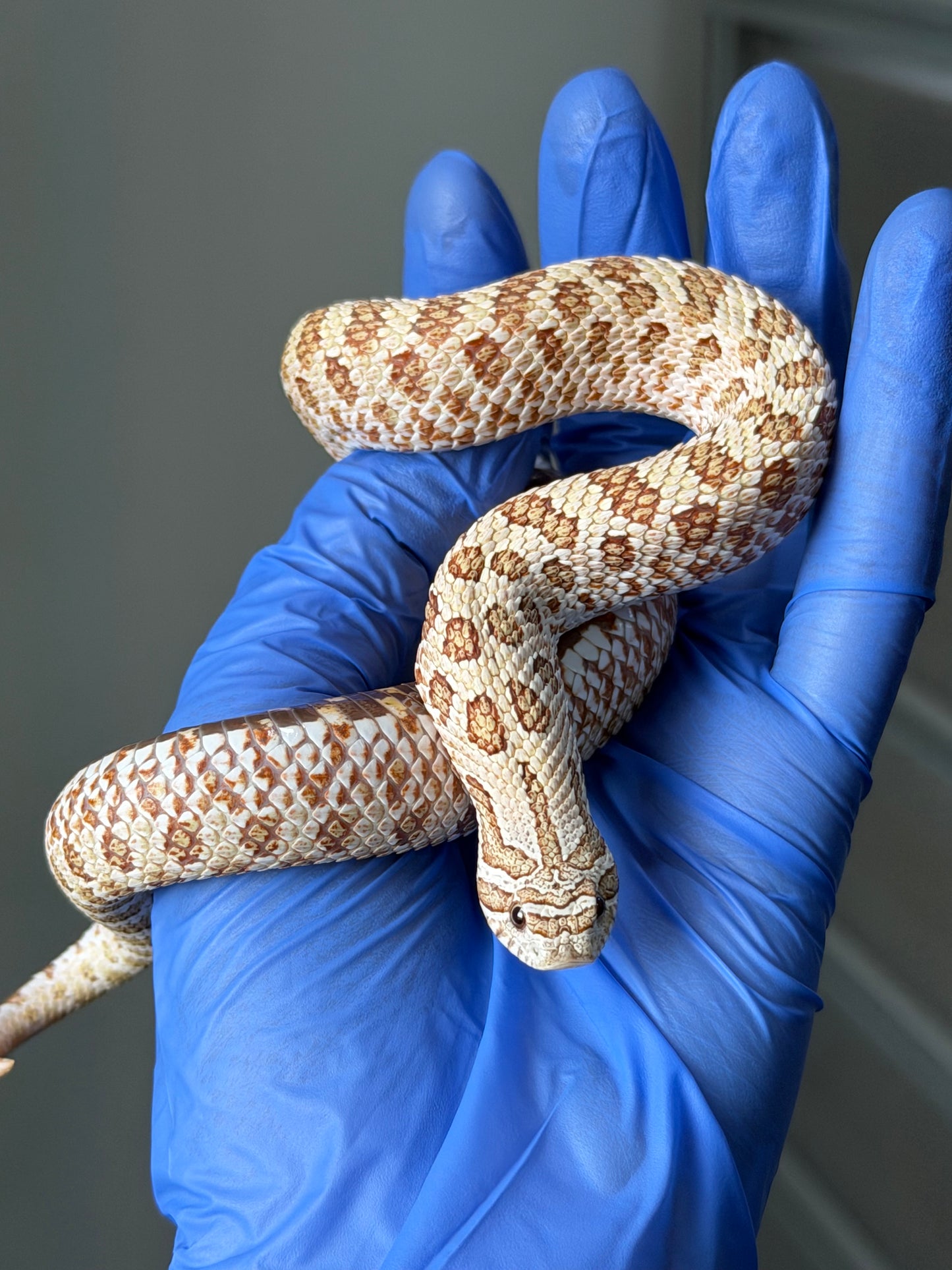 2025 北極太妃Het紫貂 ♀ (H25070)