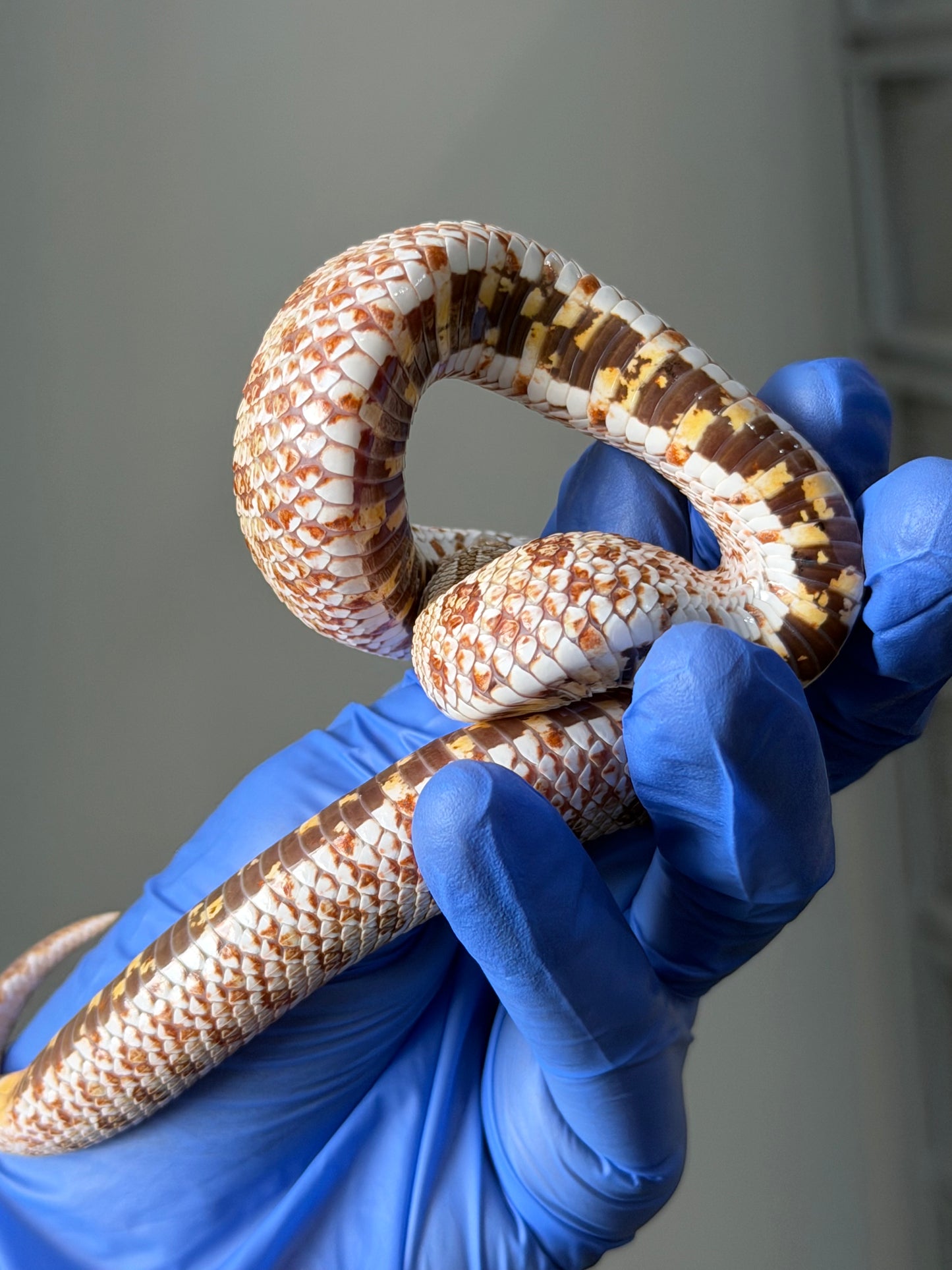 2025 北極太妃Het紫貂 ♀ (H25070)