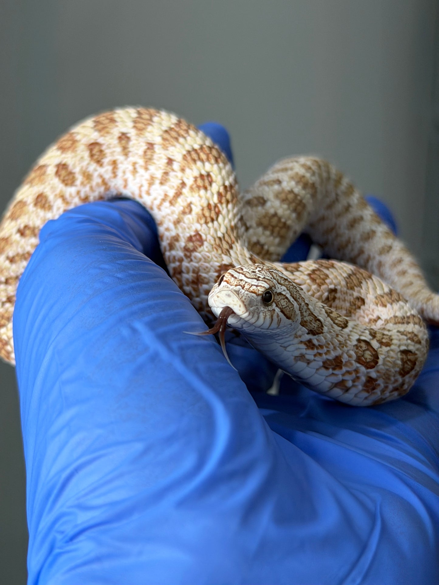 2025 北極太妃Het紫貂 ♀ (H25070)