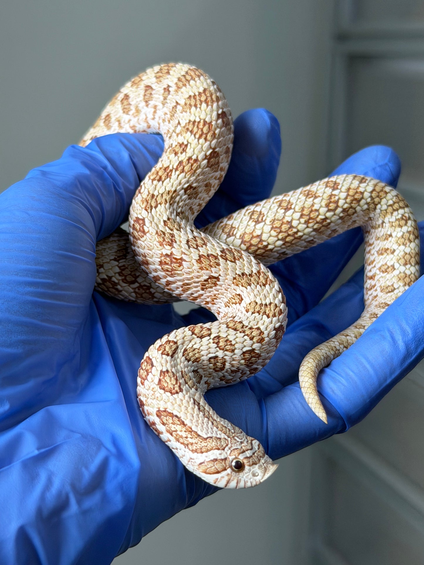 2025 北極太妃Het紫貂 ♀ (H25070)