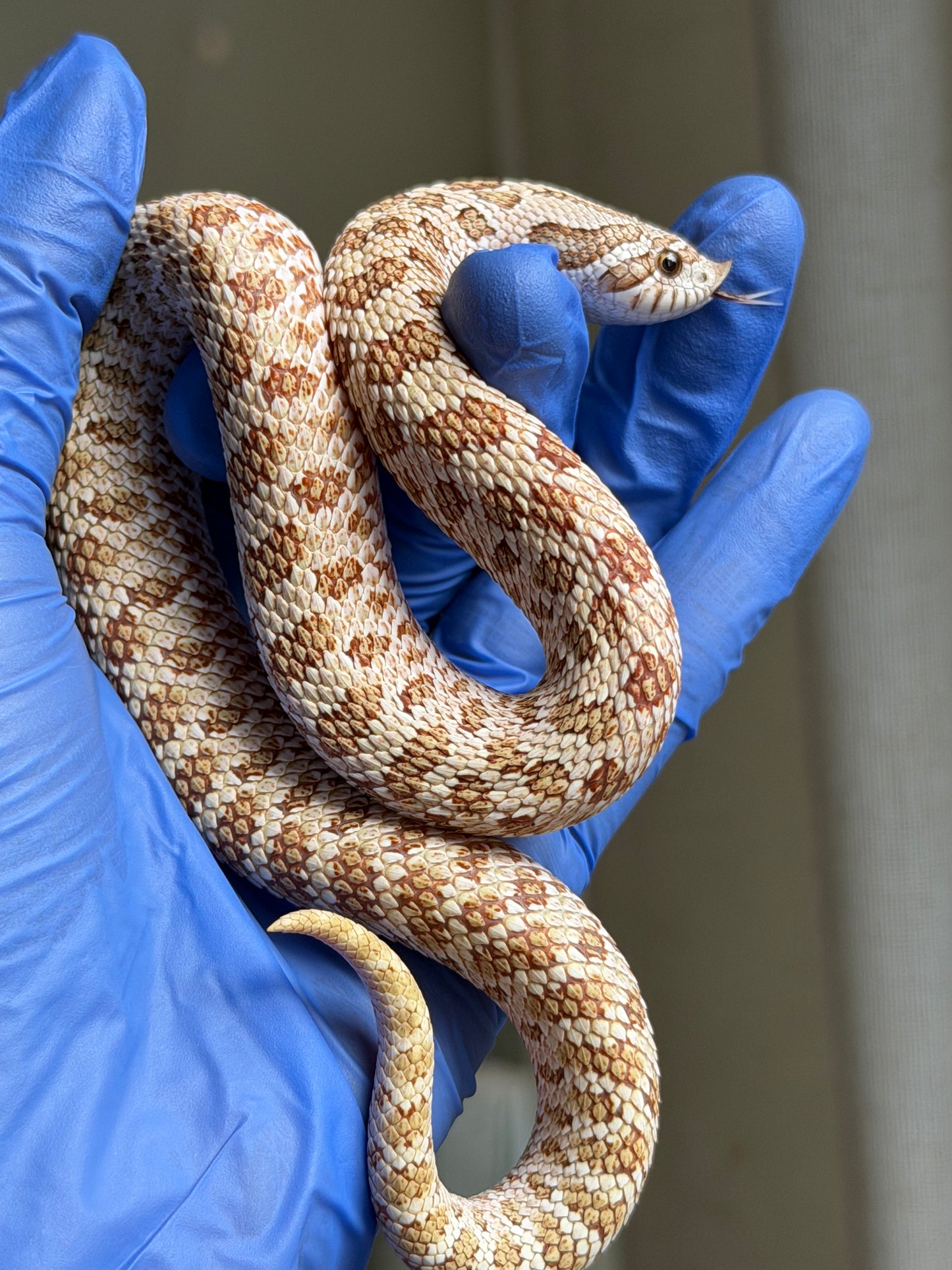 2025 北極太妃Het紫貂 ♀ (H25070)