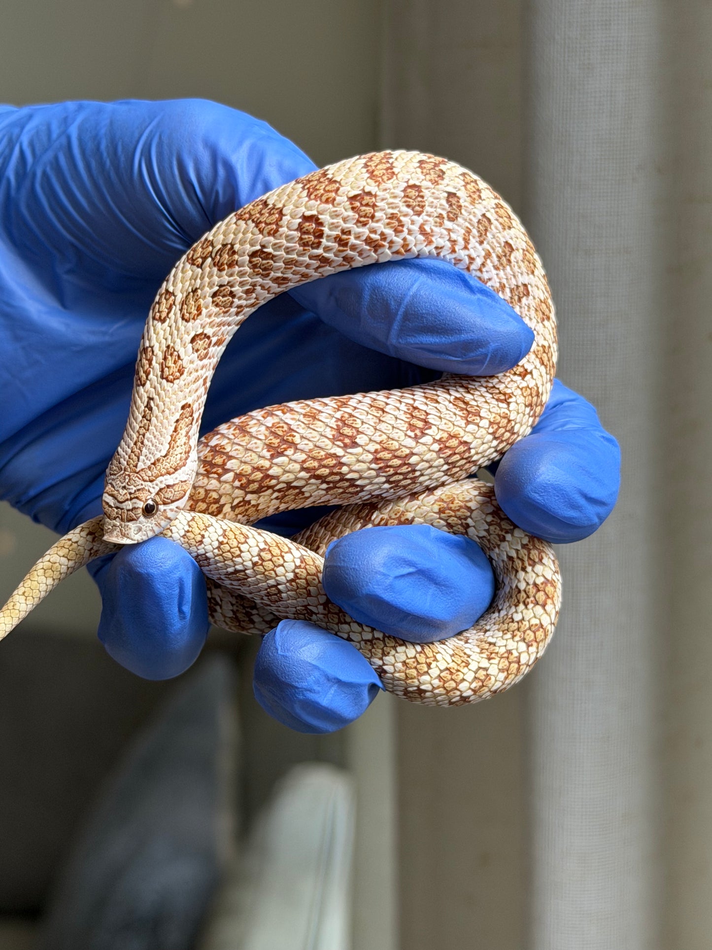 2025 北極太妃Het紫貂 ♀ (H25070)