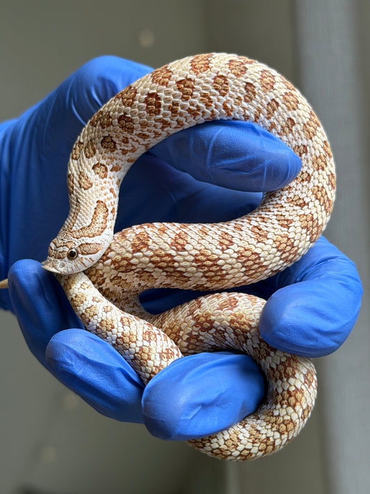 2025 北極太妃Het紫貂 ♀ (H25070)