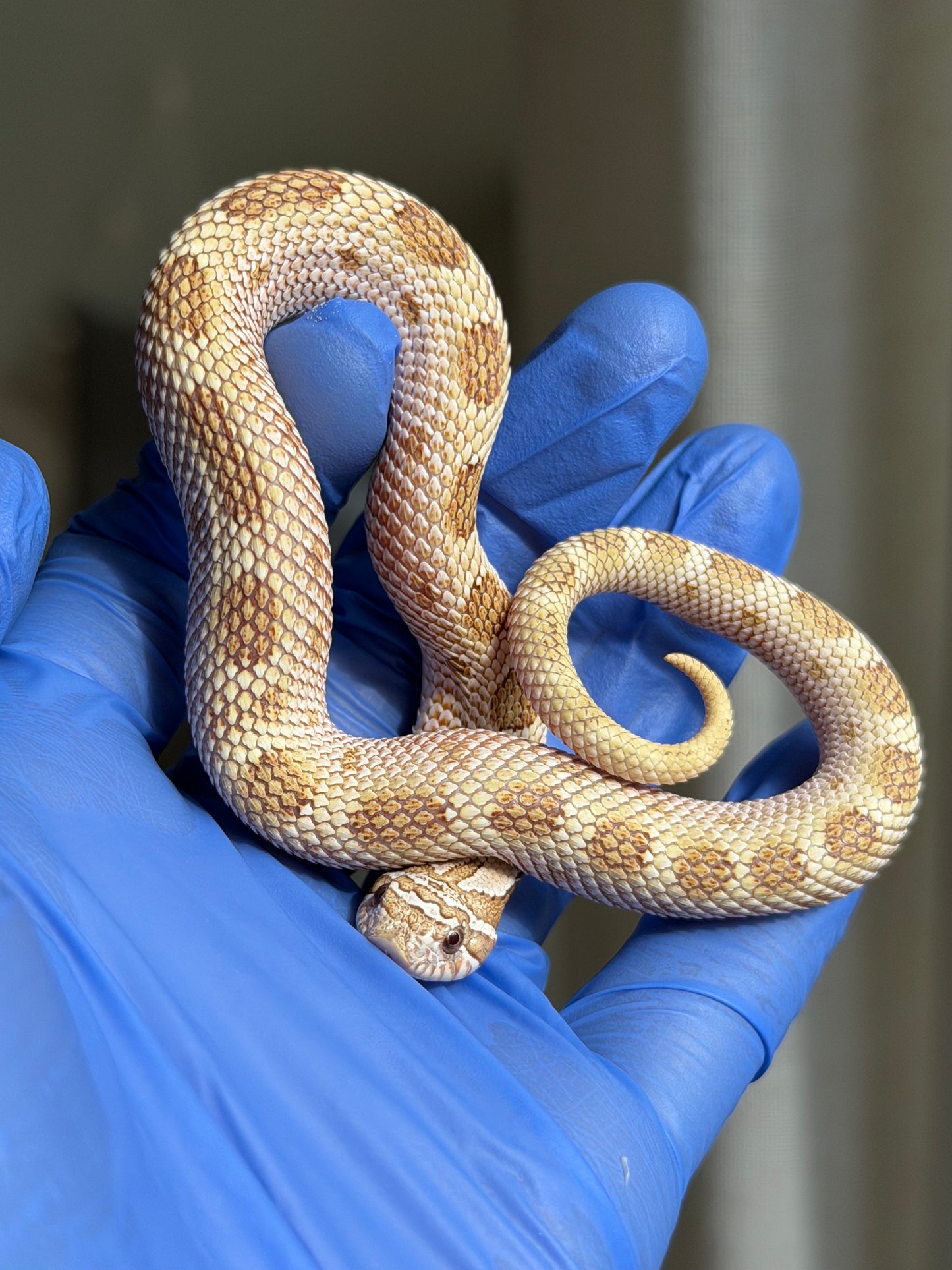 2025 北極太妃康達50%ph紫貂 ♂ (H25182)