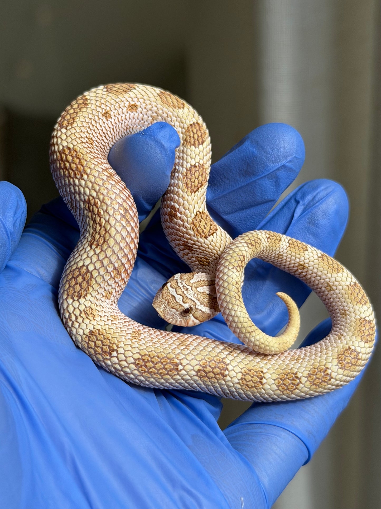 2025 北極太妃康達50%ph紫貂 ♂ (H25182)